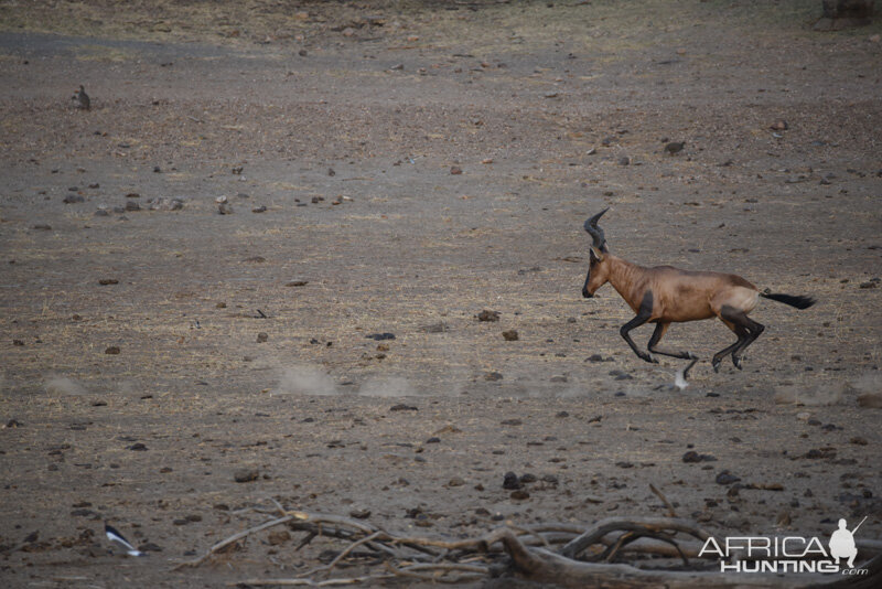 Red Hartebeest