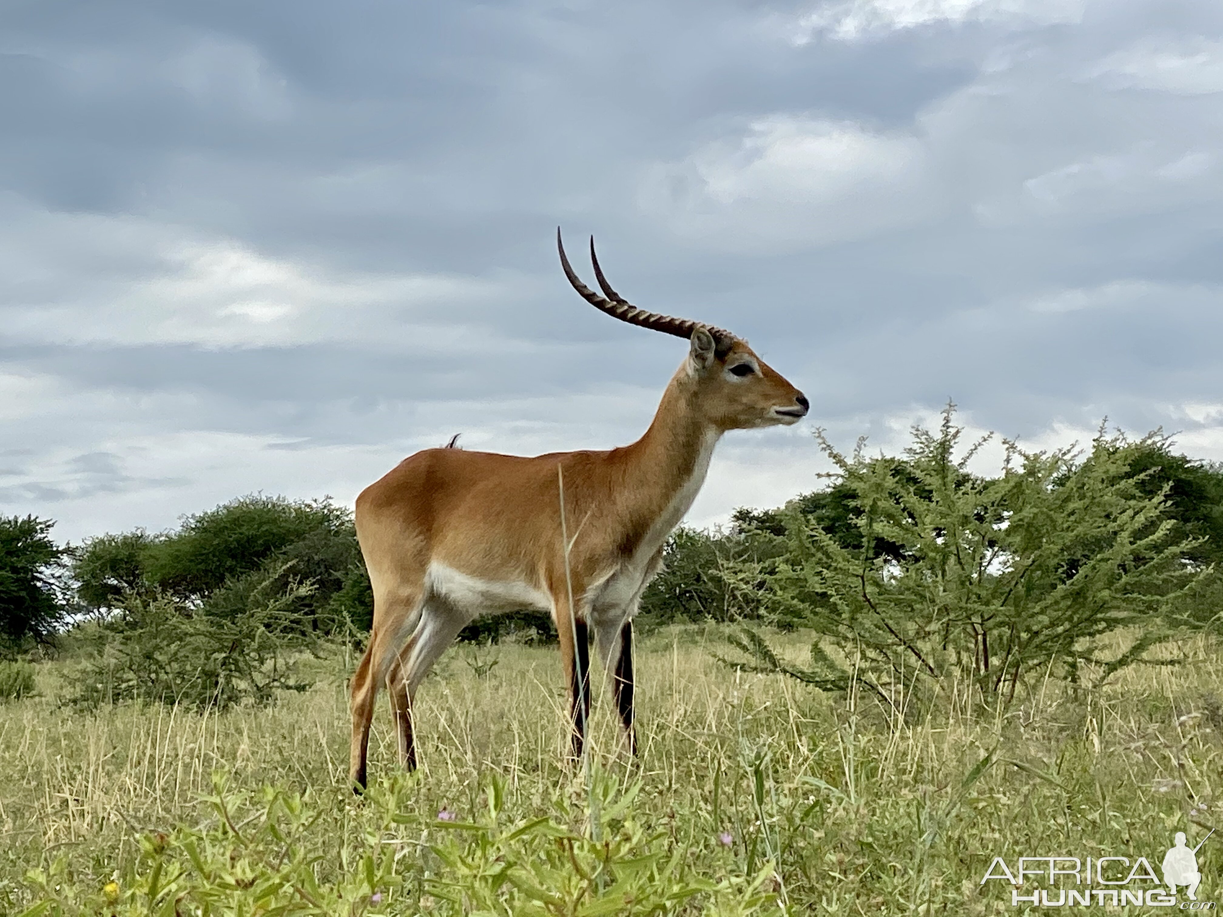 Red Lechwe Namibia