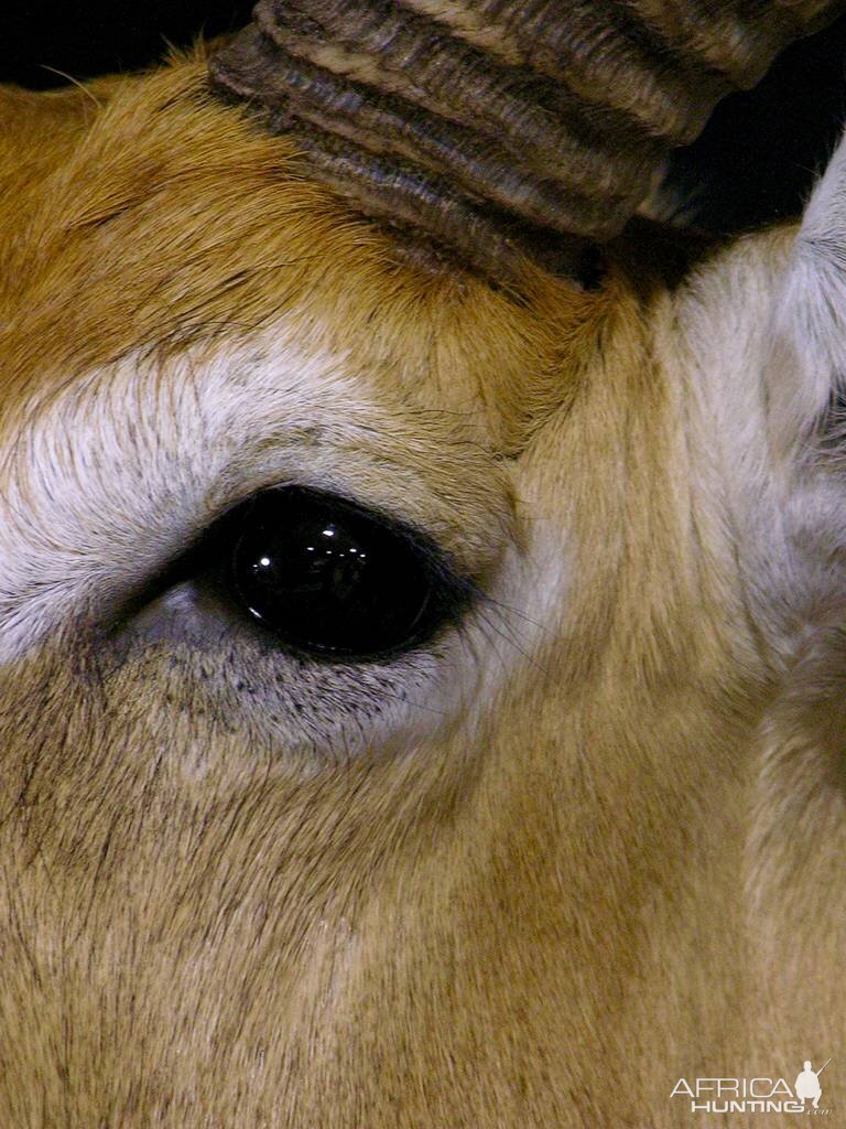 Red Lechwe Shoulder Mount Taxidermy Close Up