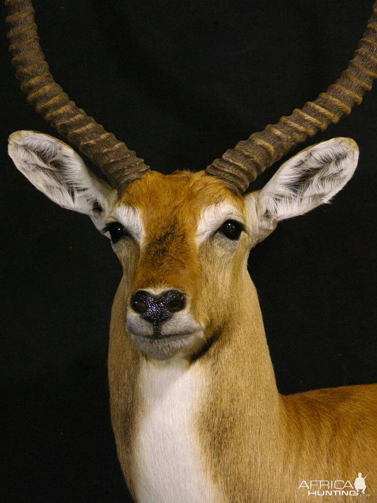 Red Lechwe Shoulder Mount Taxidermy