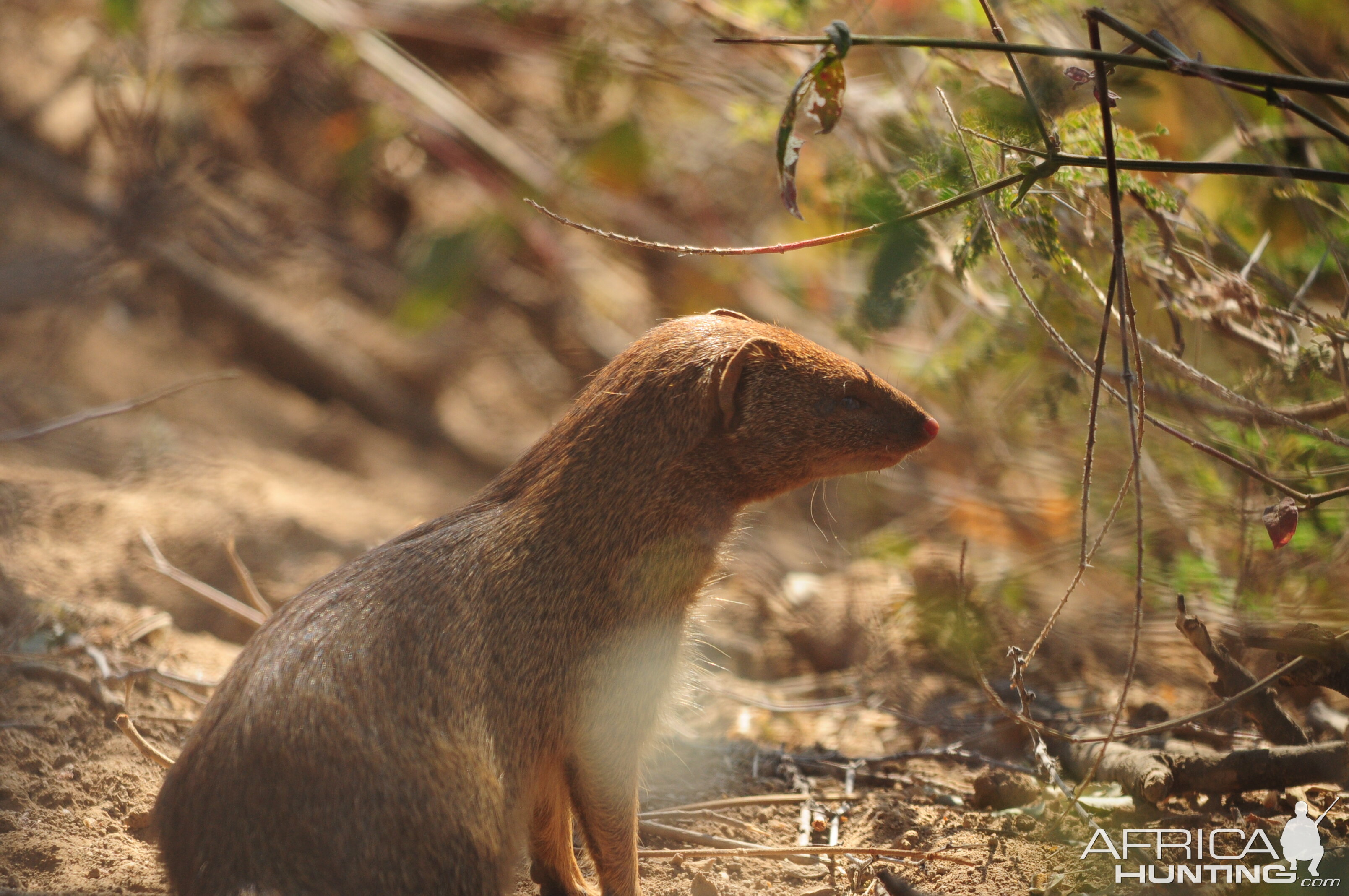 Red Mongoose Namibia