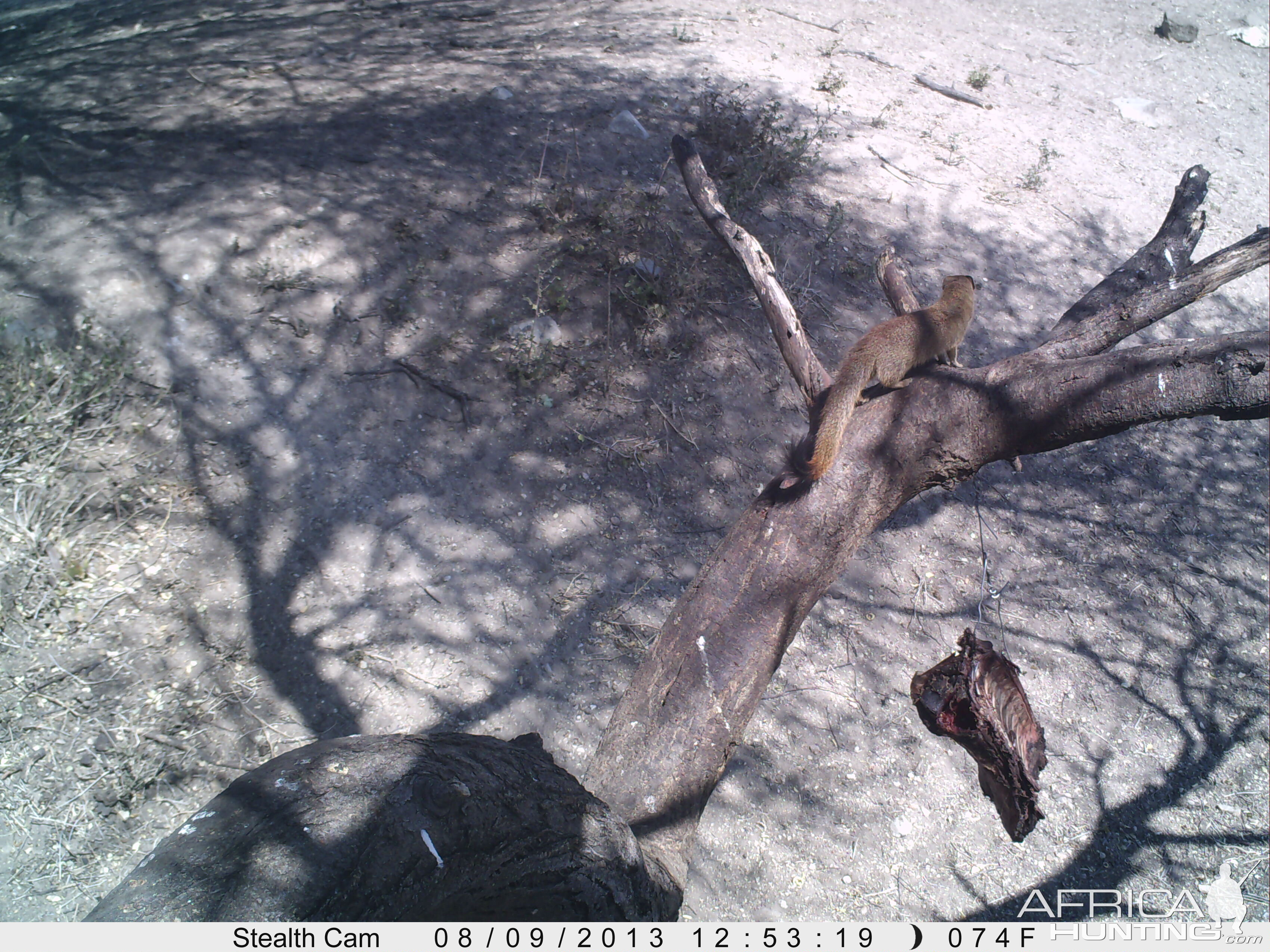 red Mongoose Trail Camera