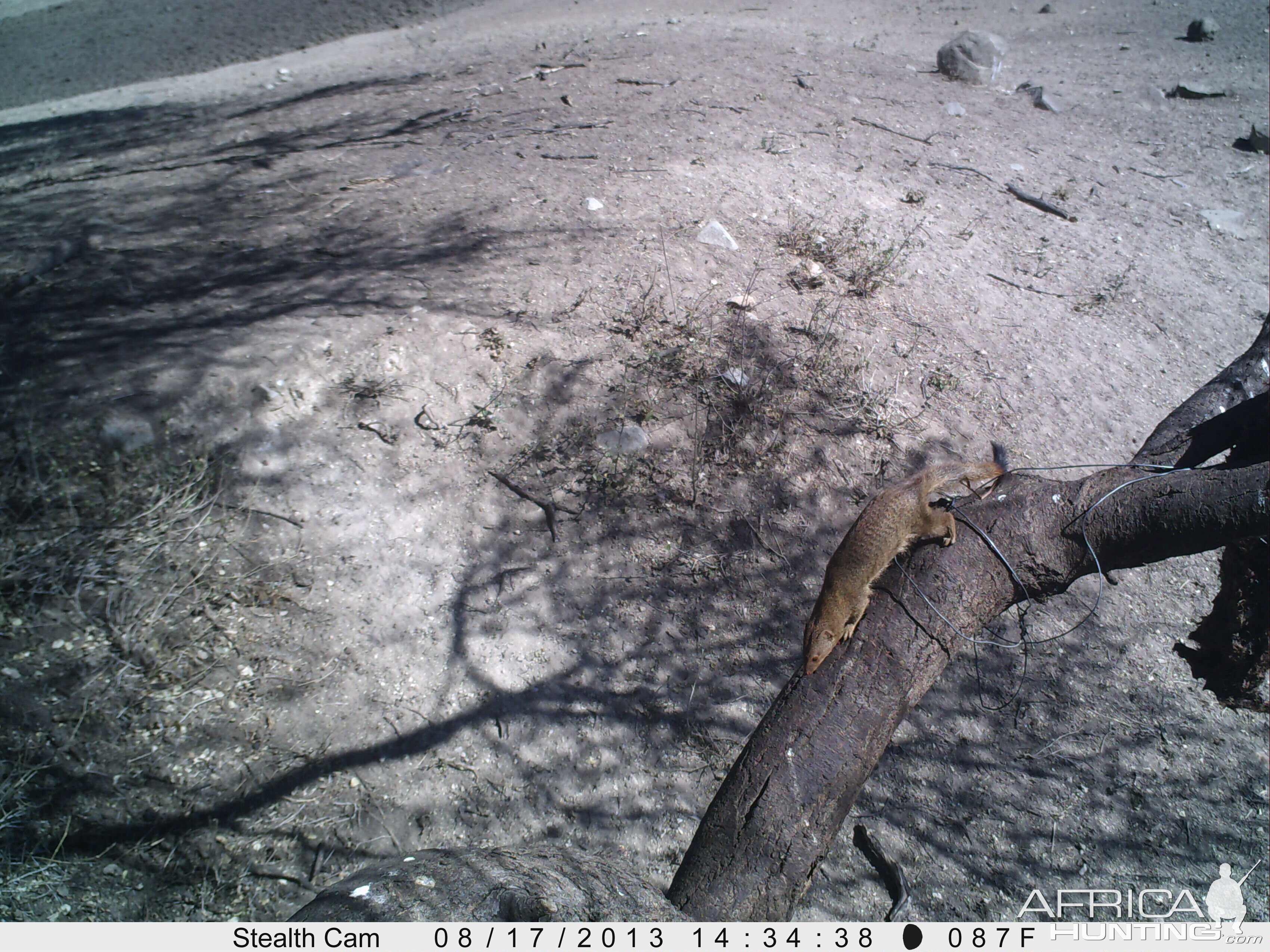 Red Mongoose Trail Camera