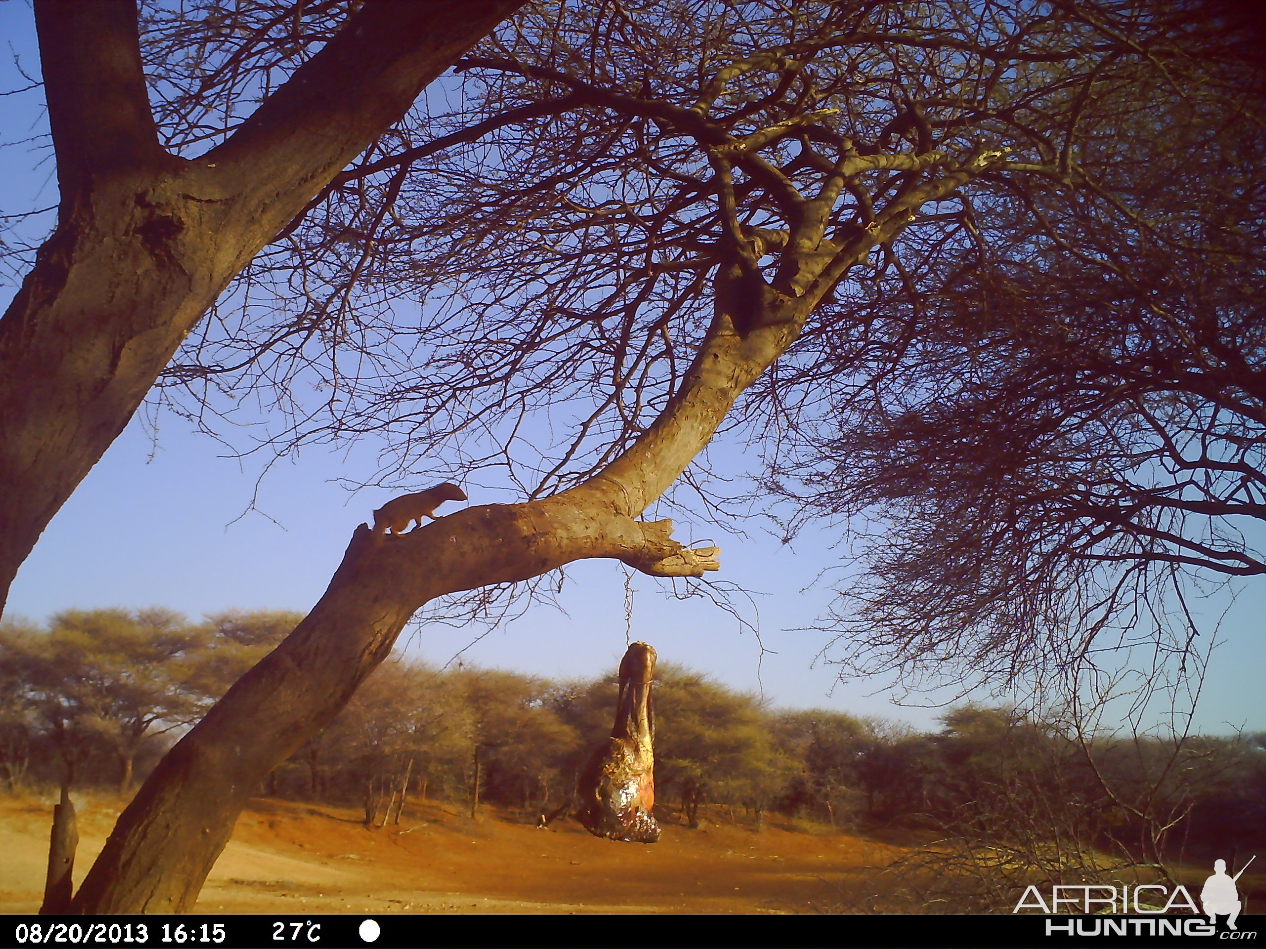 Red Mongoose Trail Camera