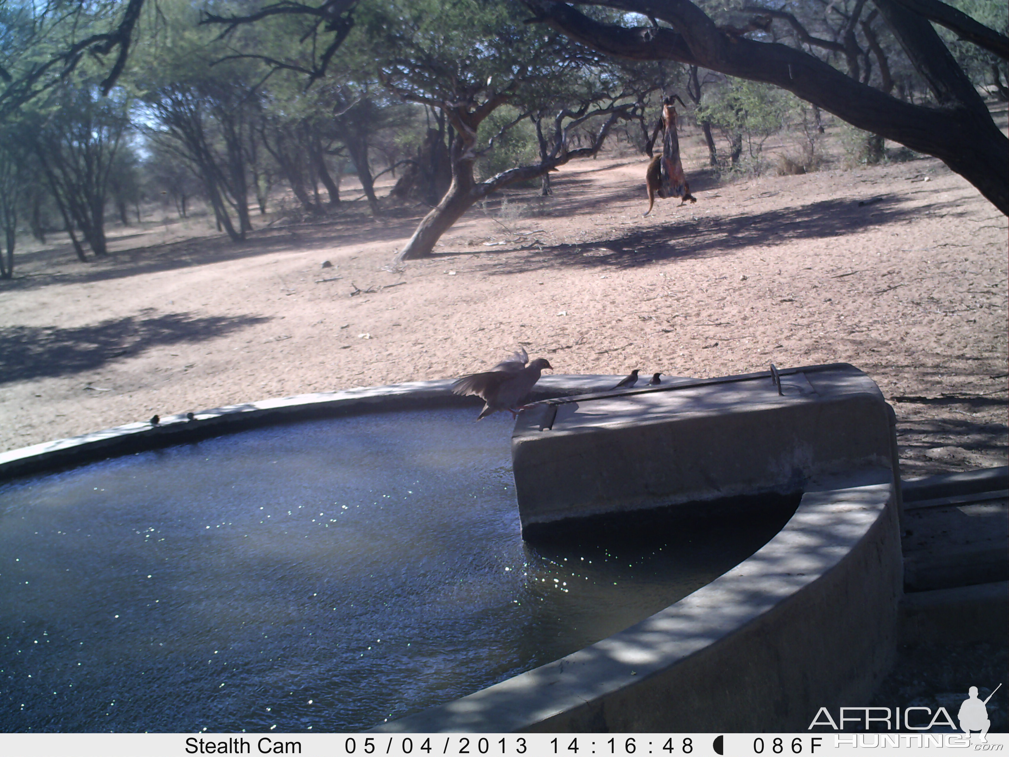 Red Mongoose Trail Camera