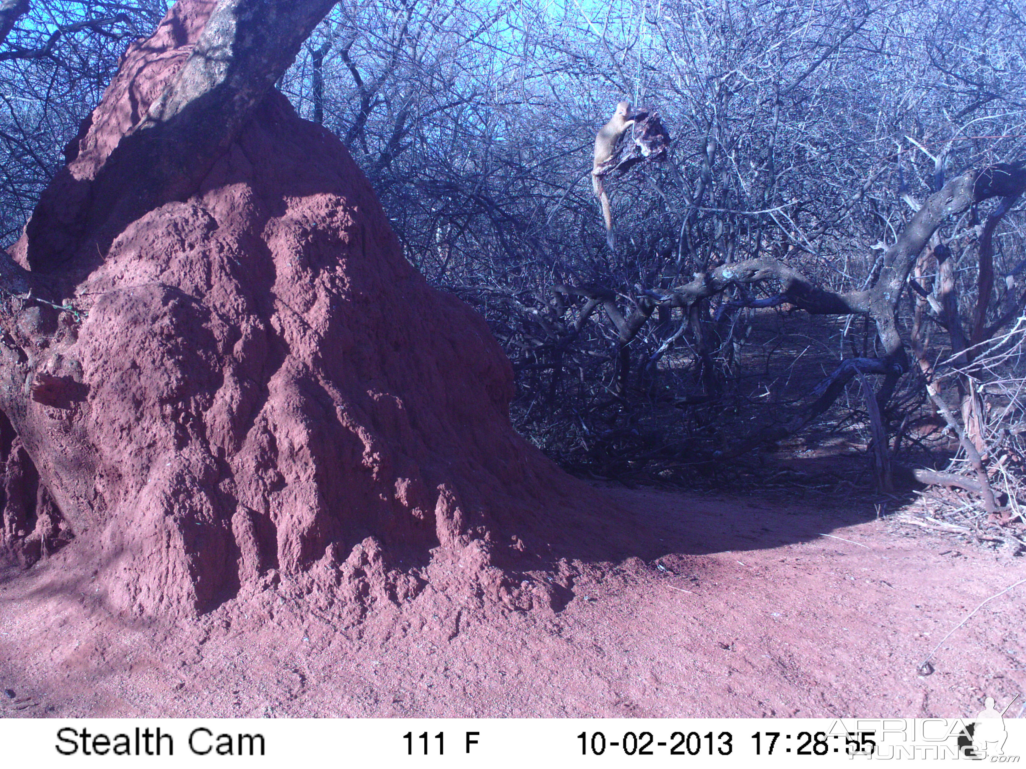 Red Mongoose Trail Camera