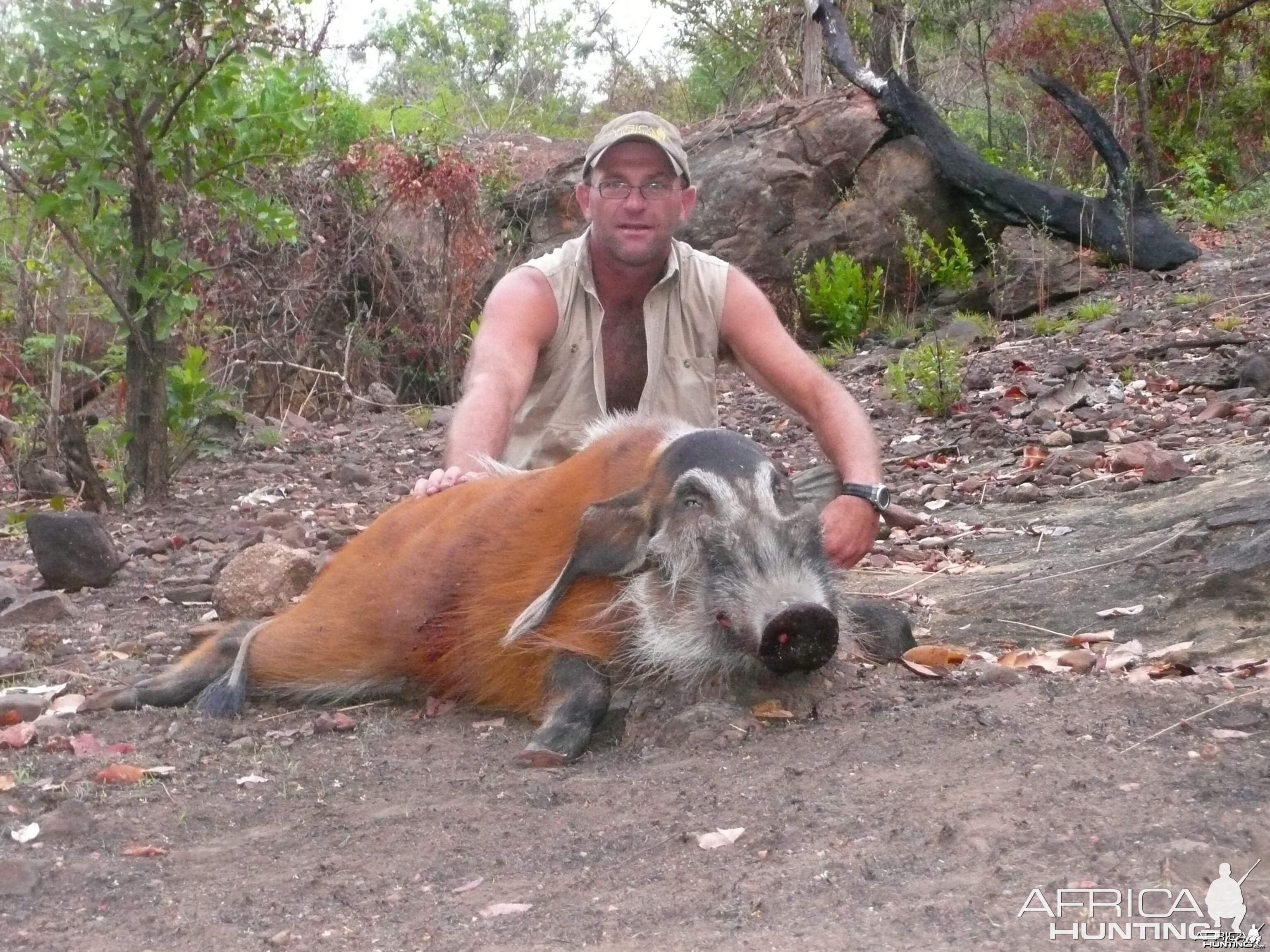 Red river hog 66kg hunt CAR