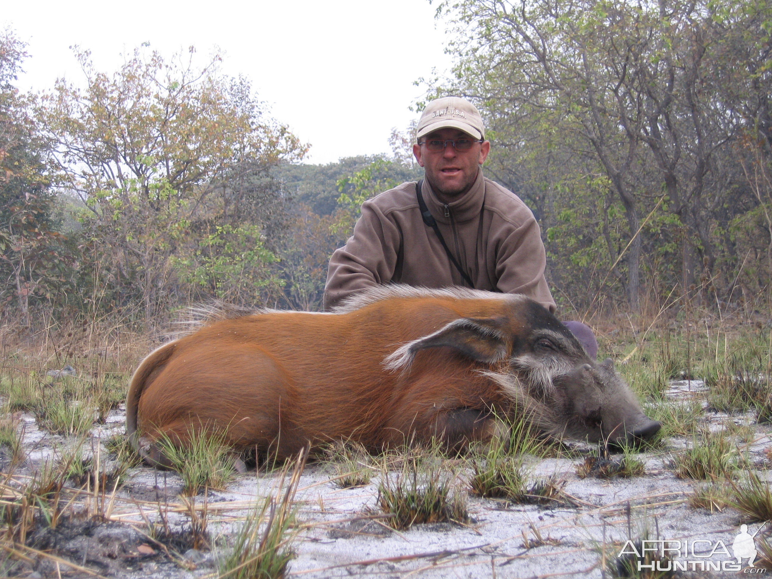 Red river hog - CAR