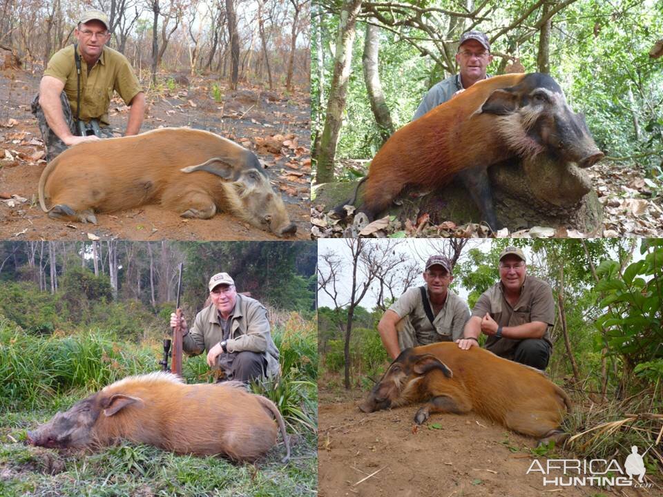 Red river hog from CAR