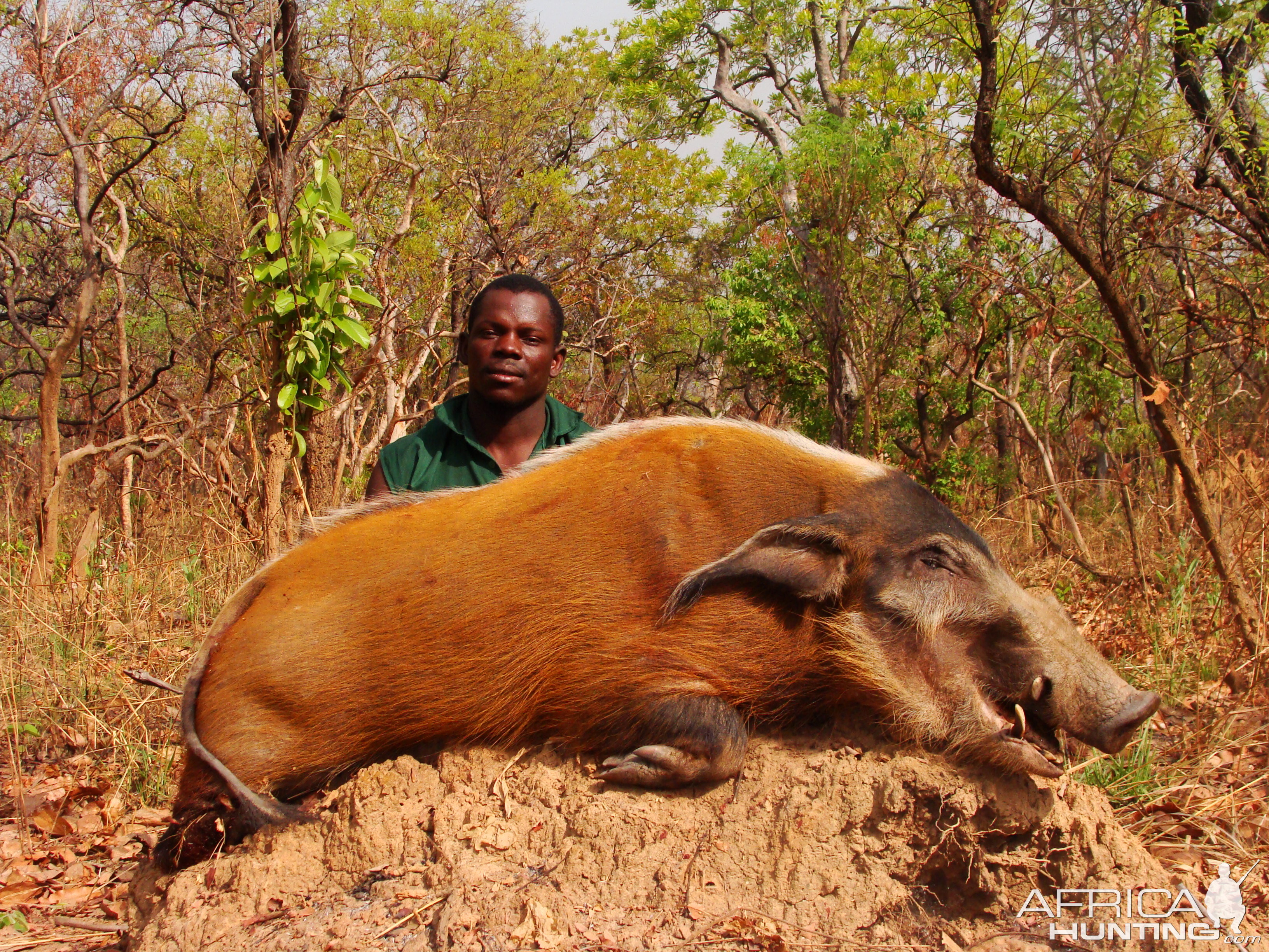 Red River Hog hunted in CAR with CAWA