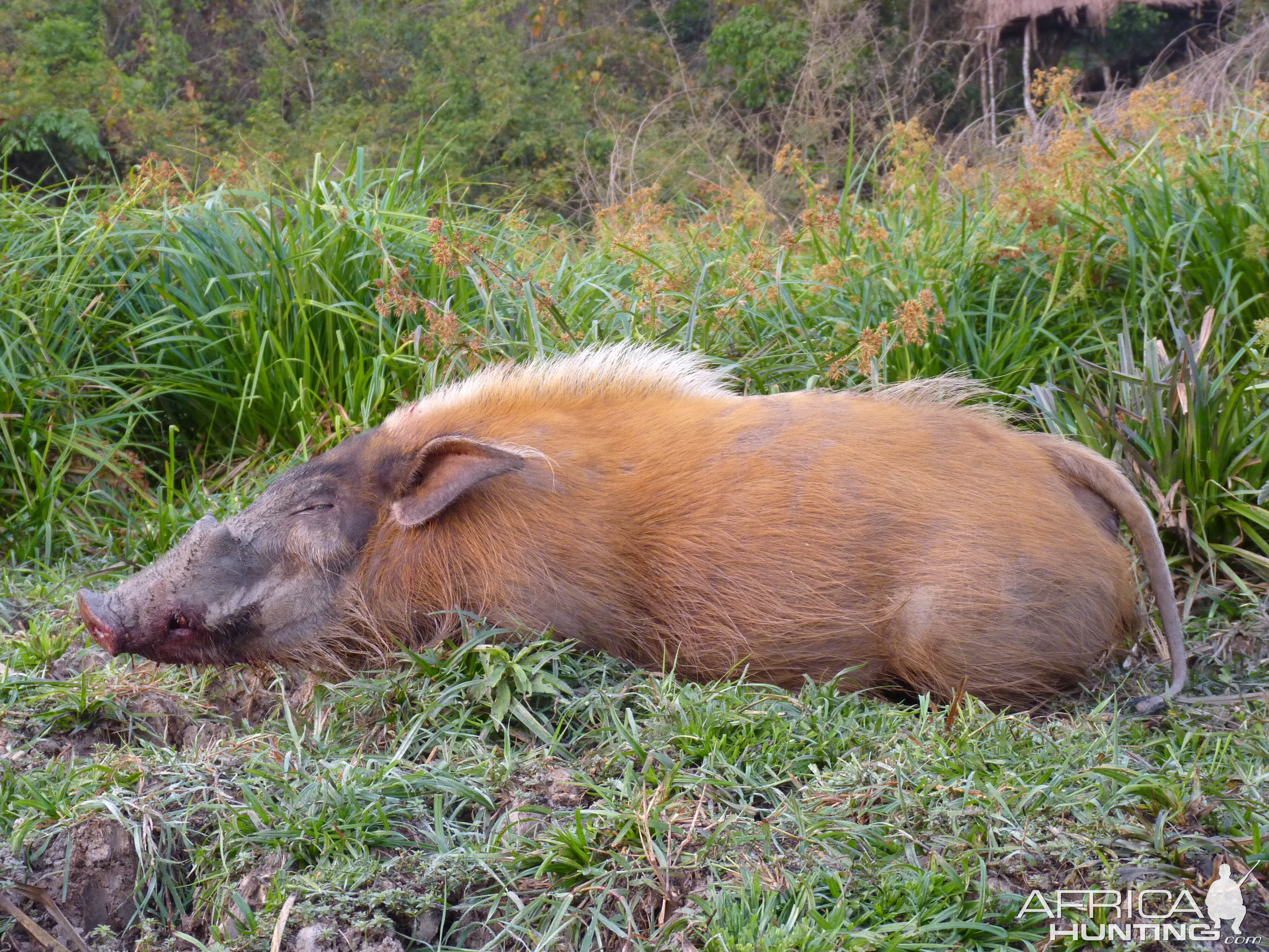 Red River Hog hunted in CAR