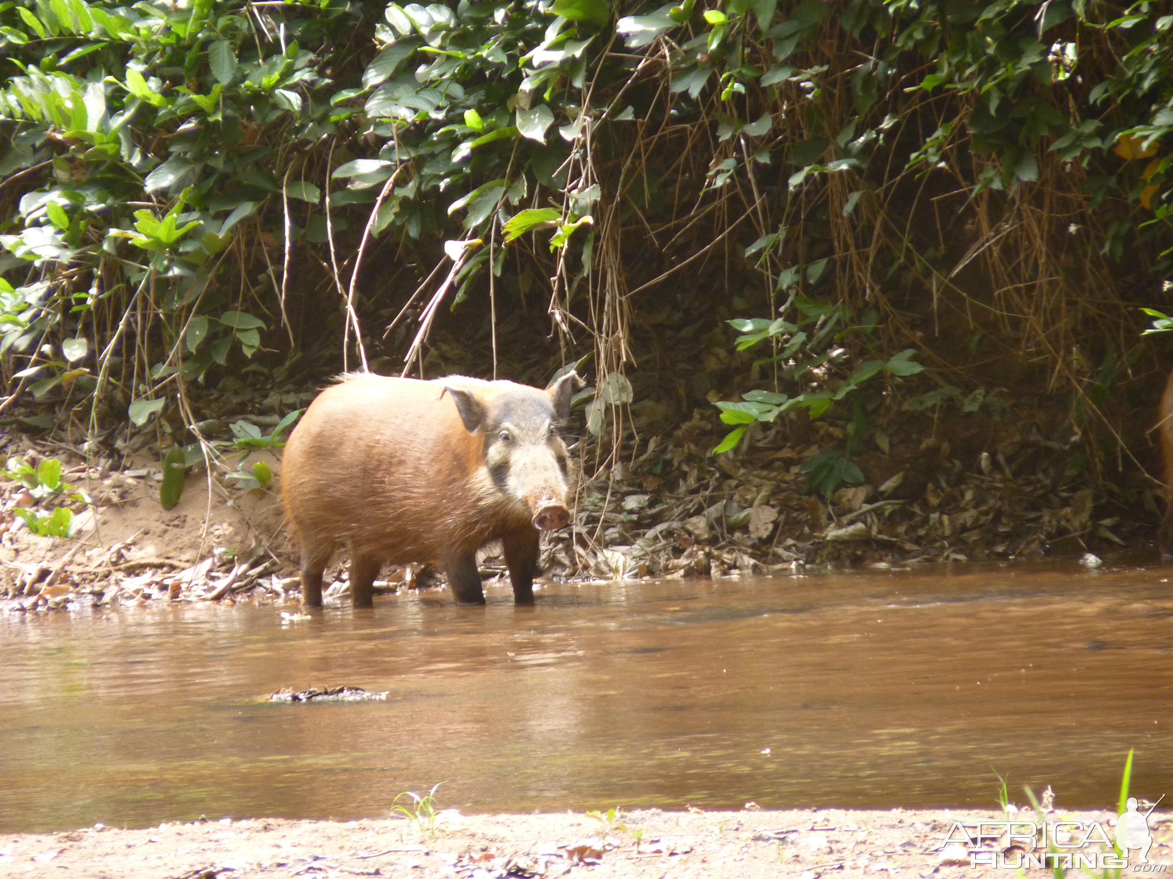 Red River Hog in CAR