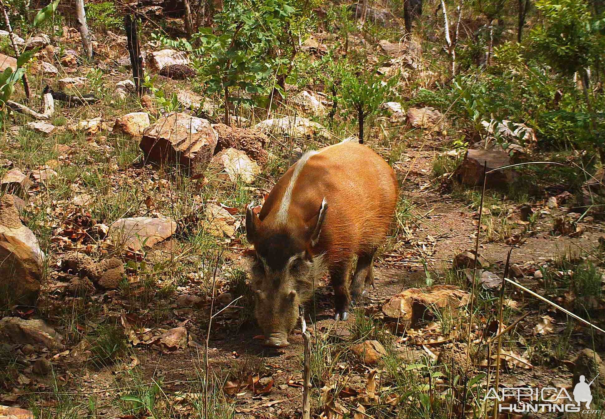 Red River Hog