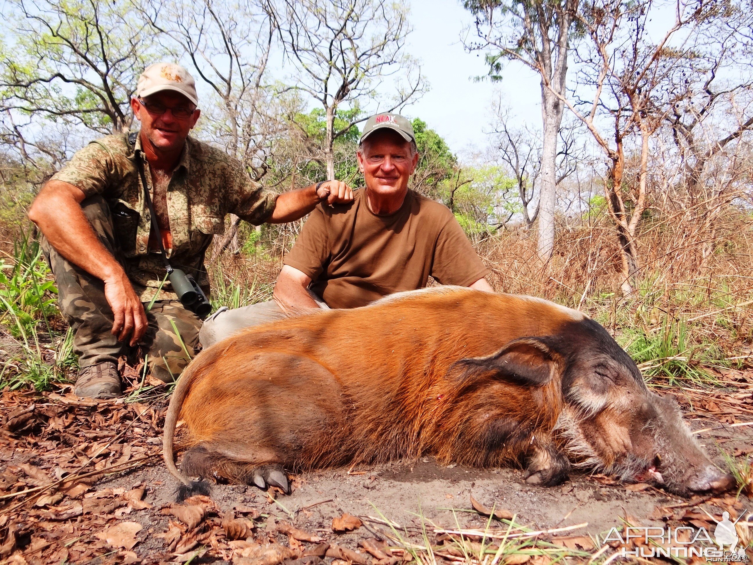 Red river hog