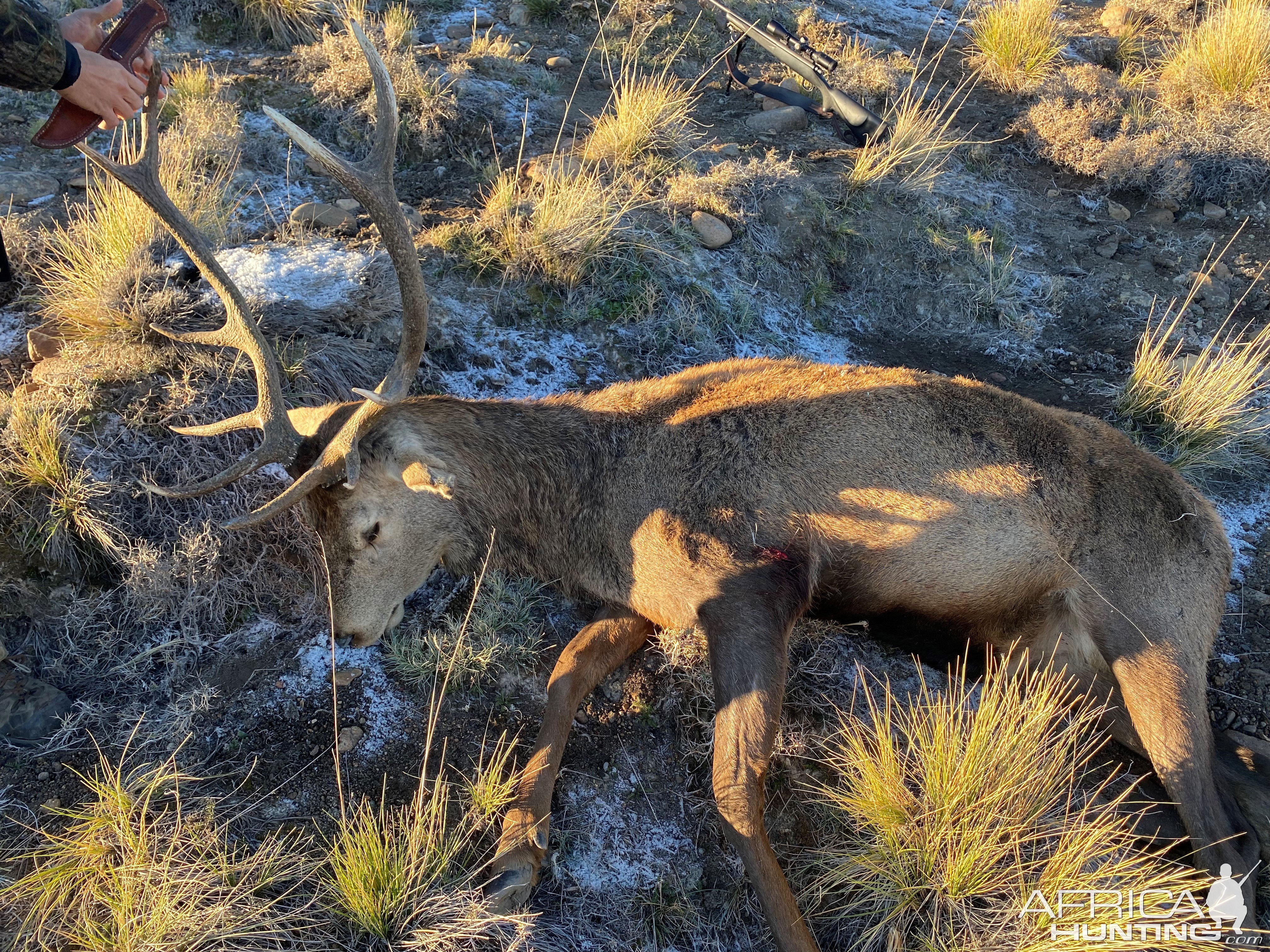 Red Stag Hunt Argentina