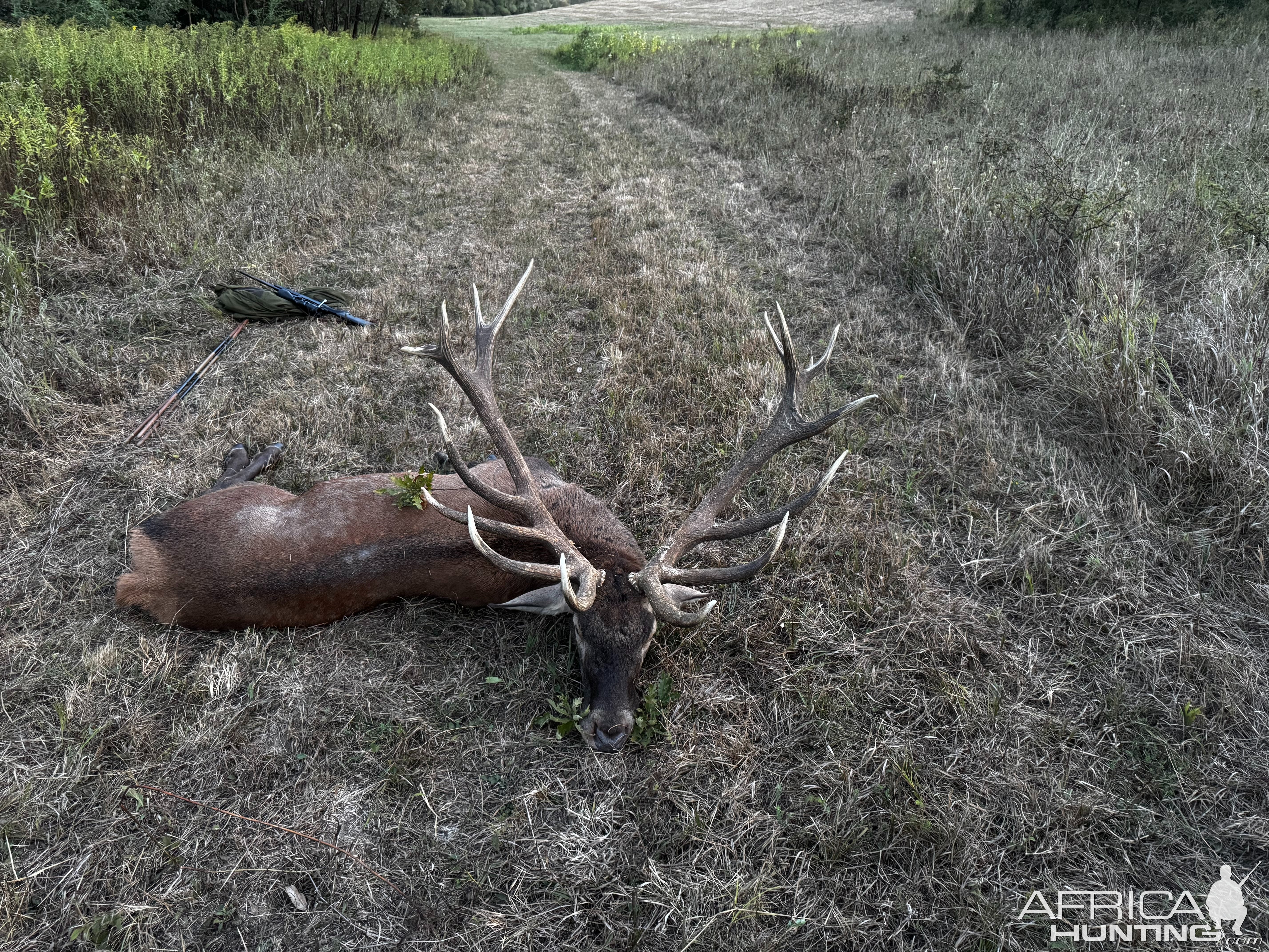 Red Stag Hunt Hungary