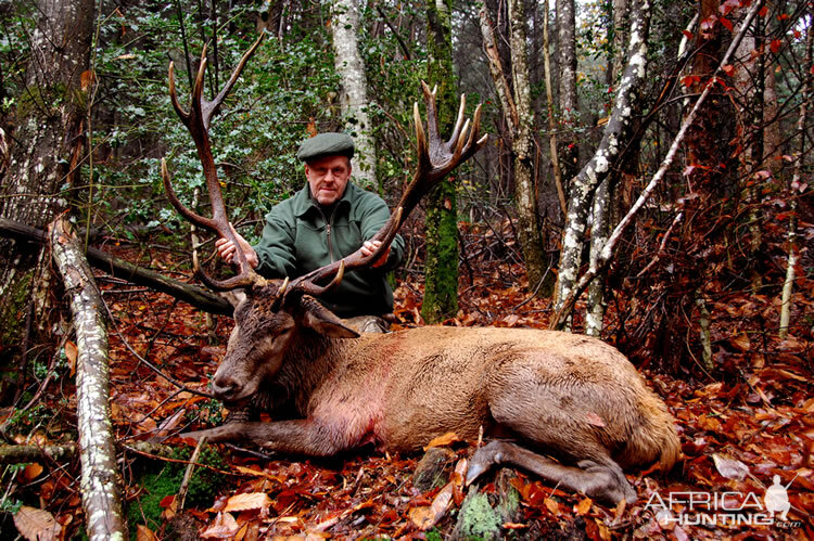 Red Stag Hunt in France