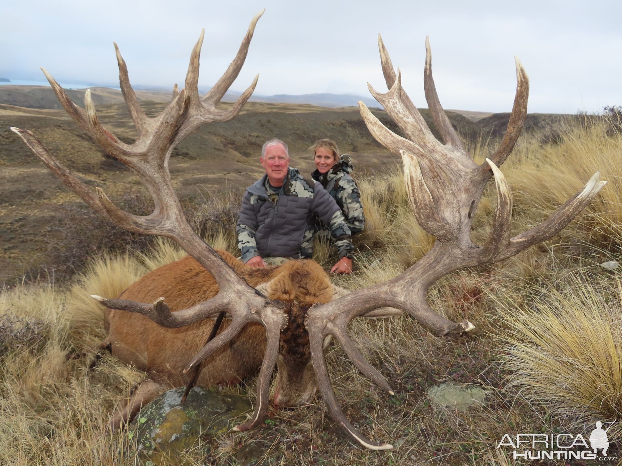 Red Stag Hunt New Zealand