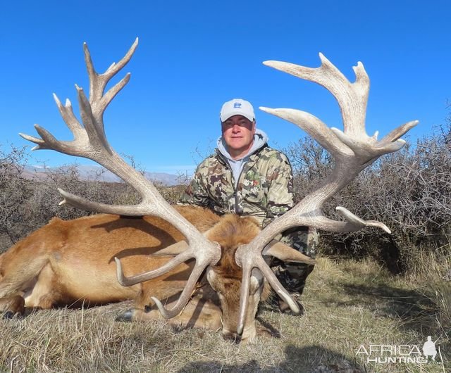 Red Stag Hunt New Zealand