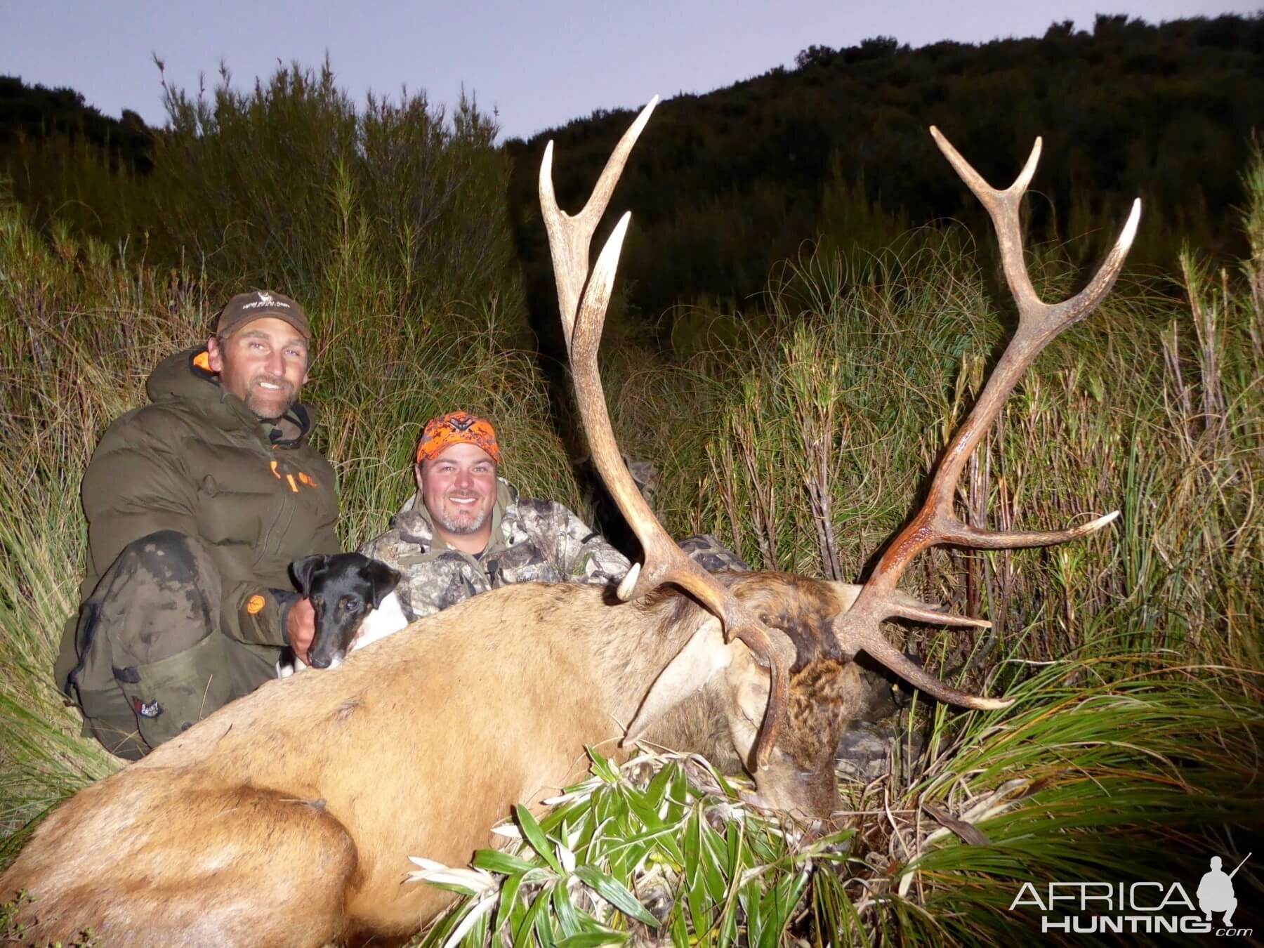 Red Stag Hunt New Zealand