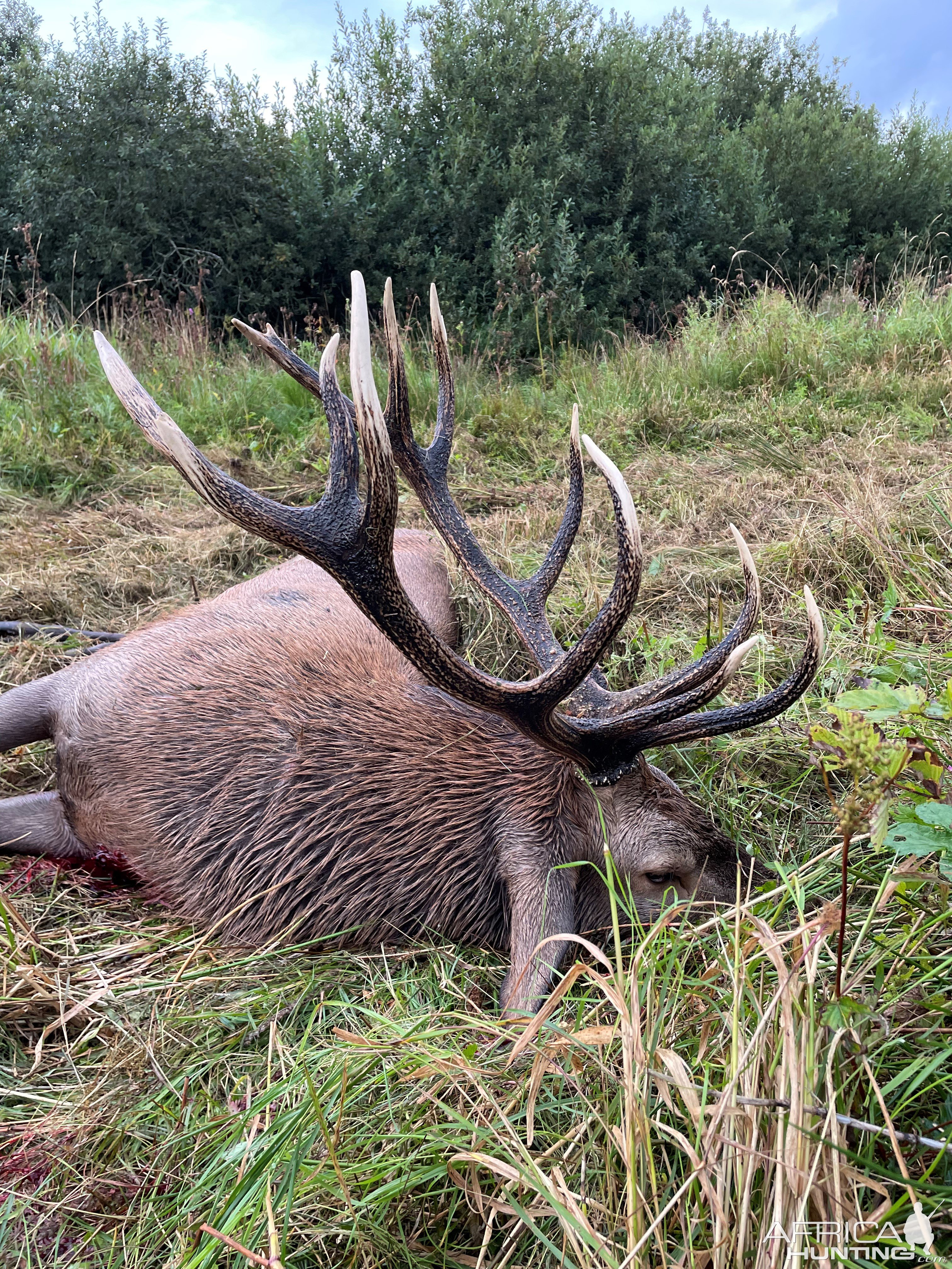 Red Stag Hunt Poland