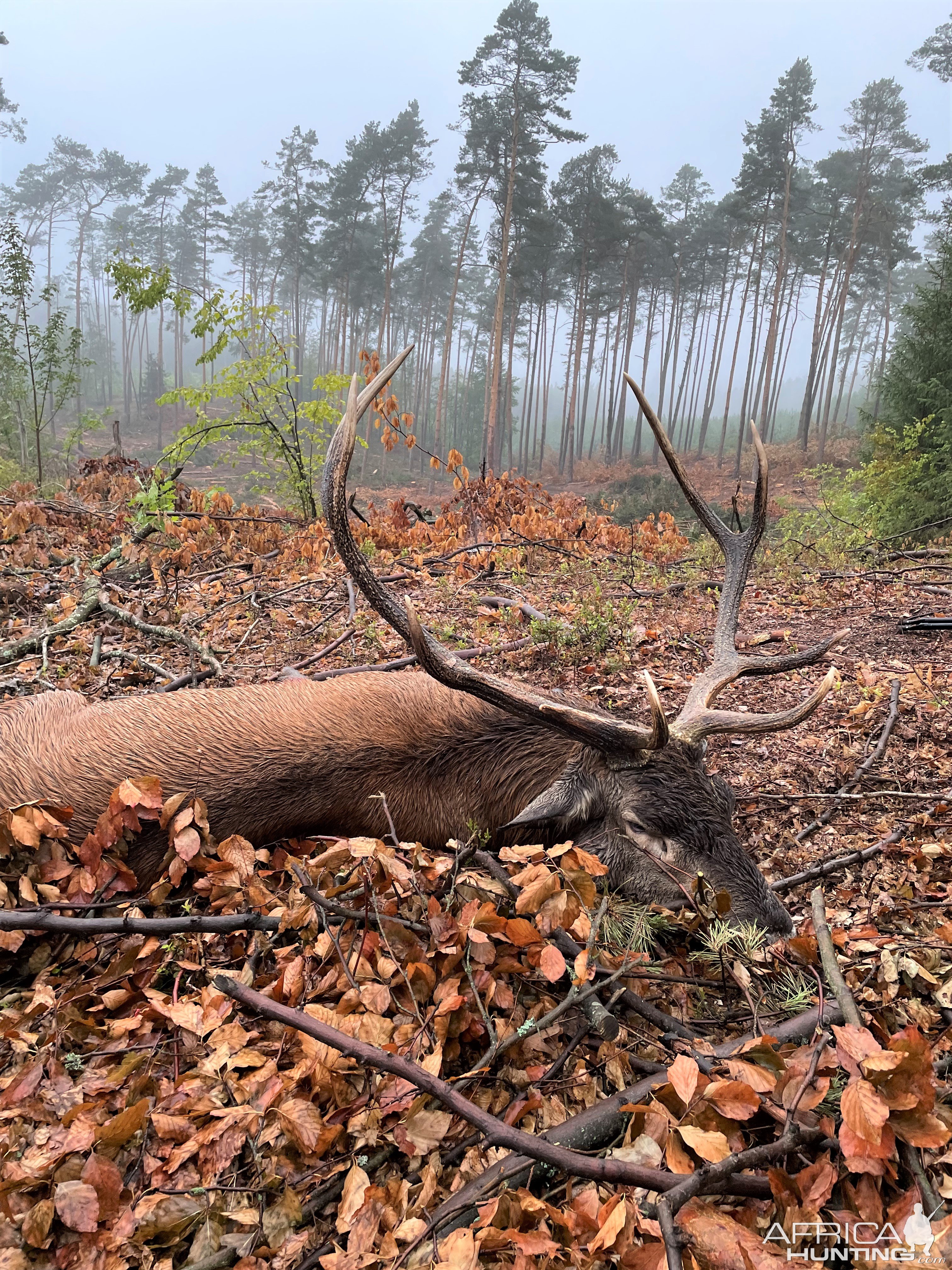 Red Stag Hunt Poland