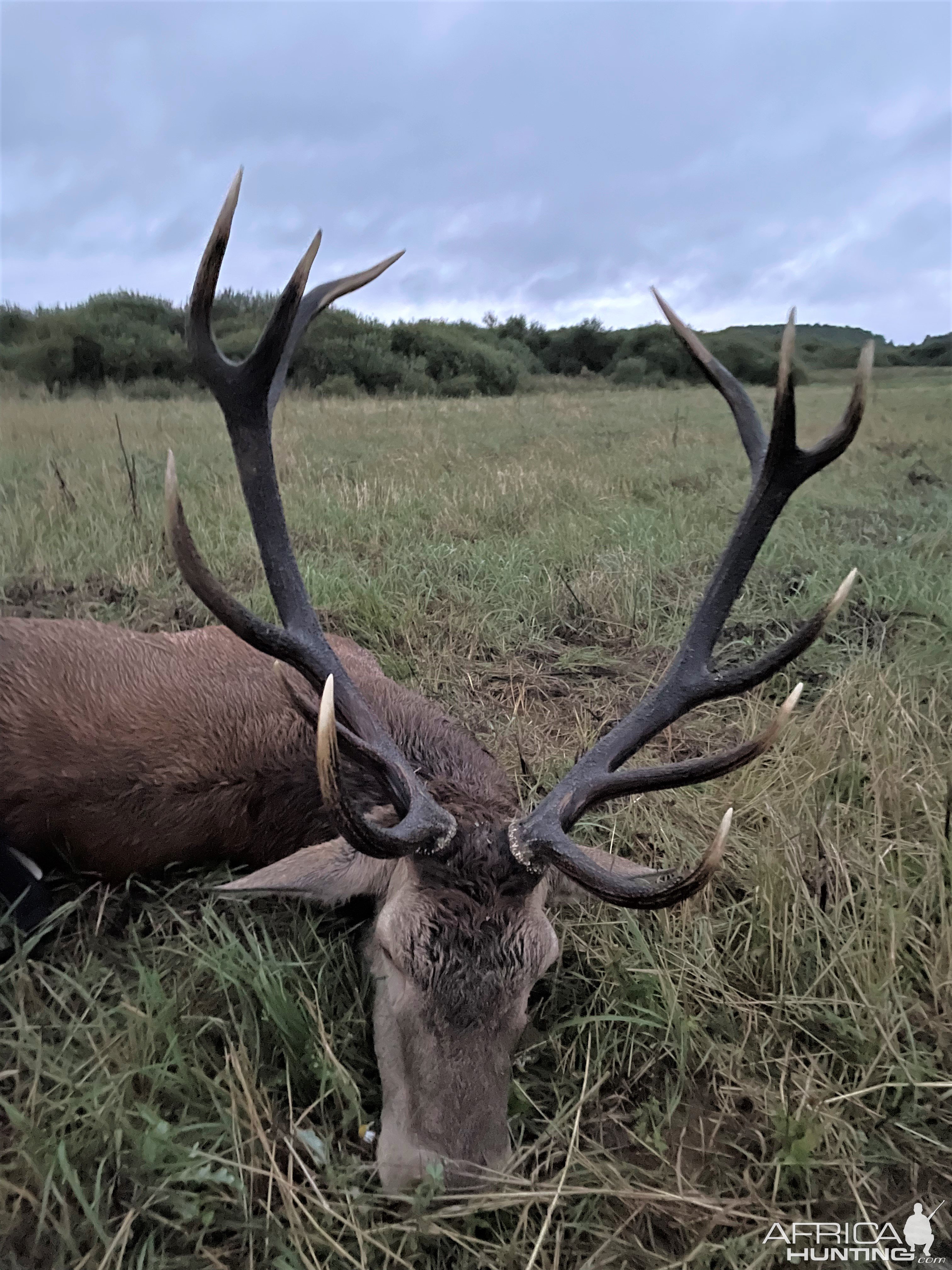 Red Stag Hunt Poland