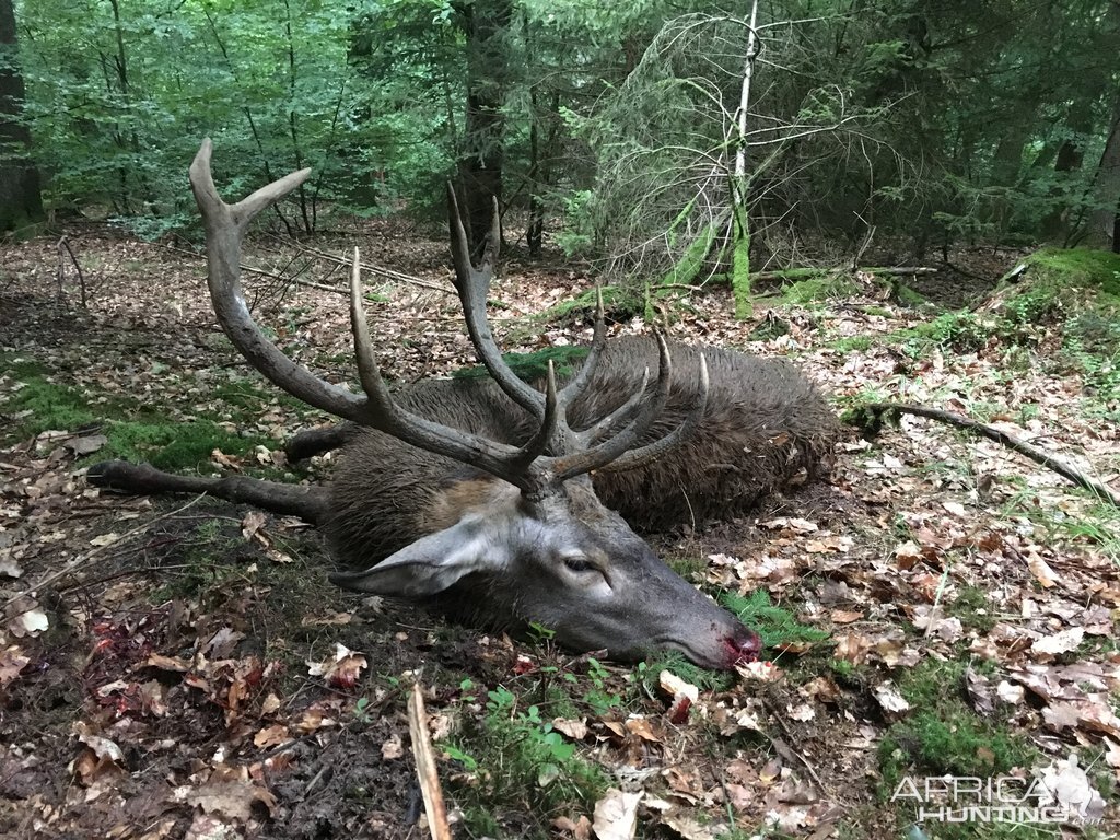 Red Stag Hunting Germany