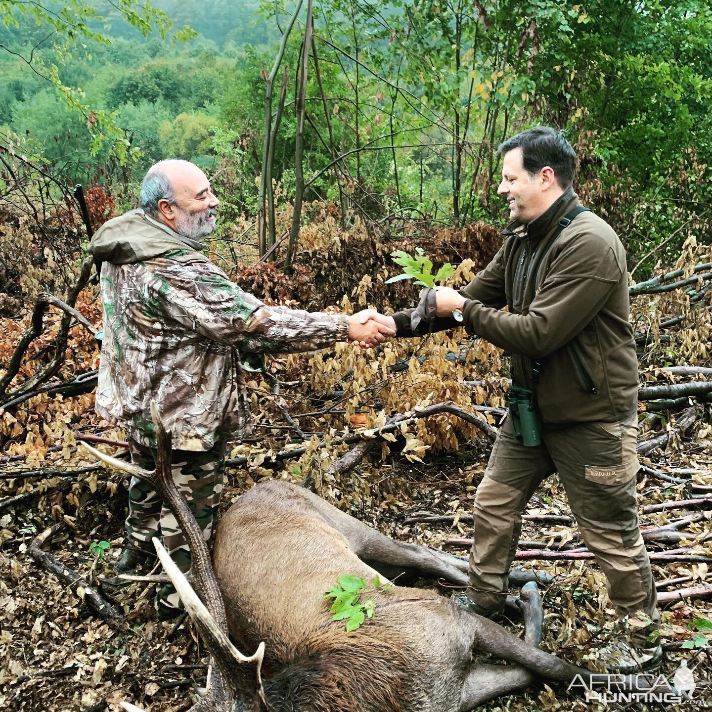 Red Stag Hunting Romania