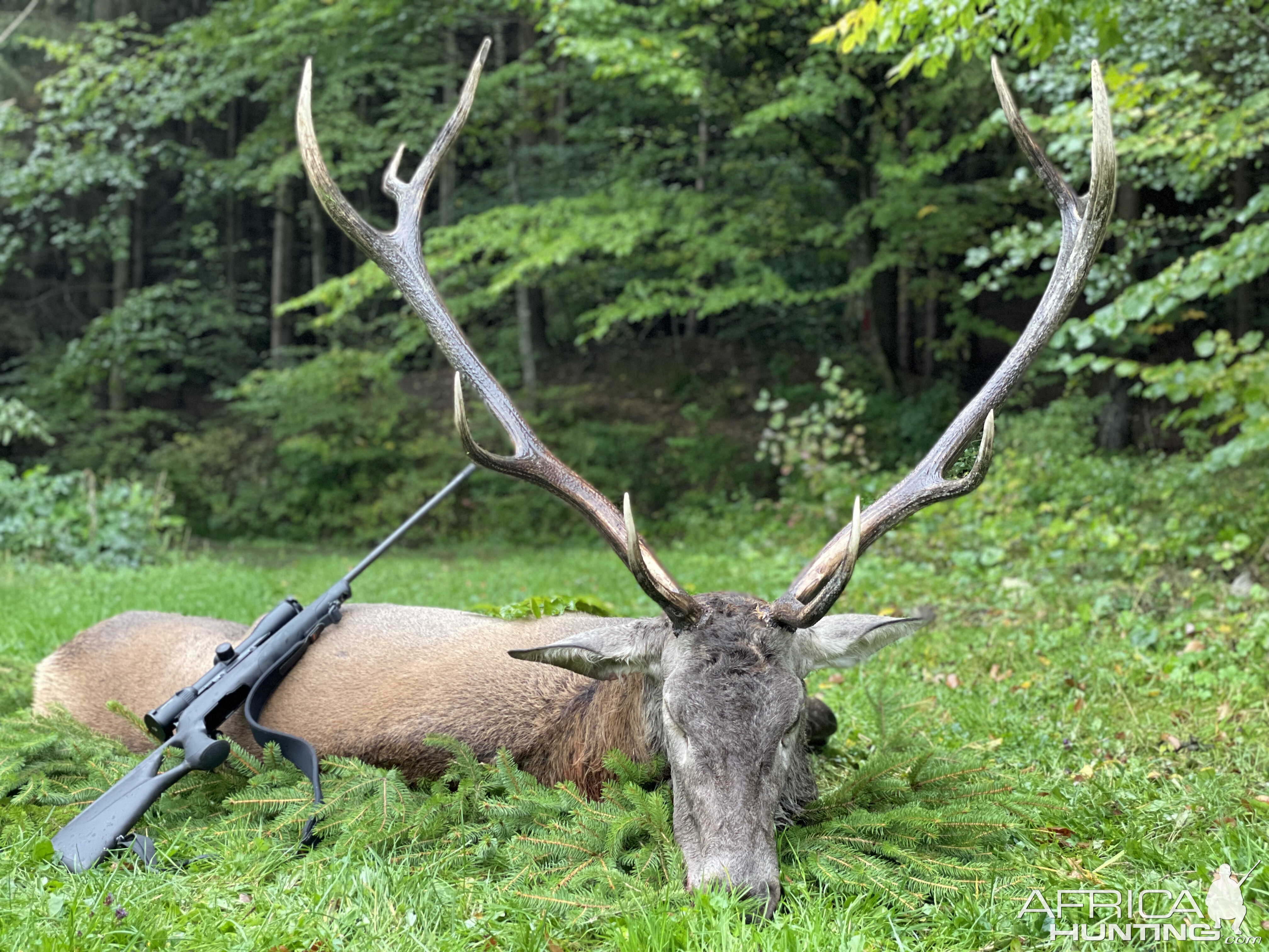 Red Stag Hunting Romania