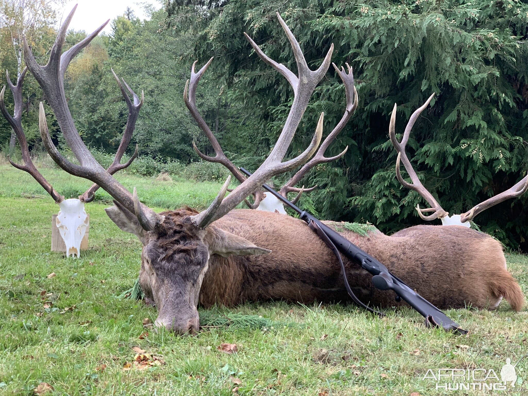 Red Stag Hunting Romania