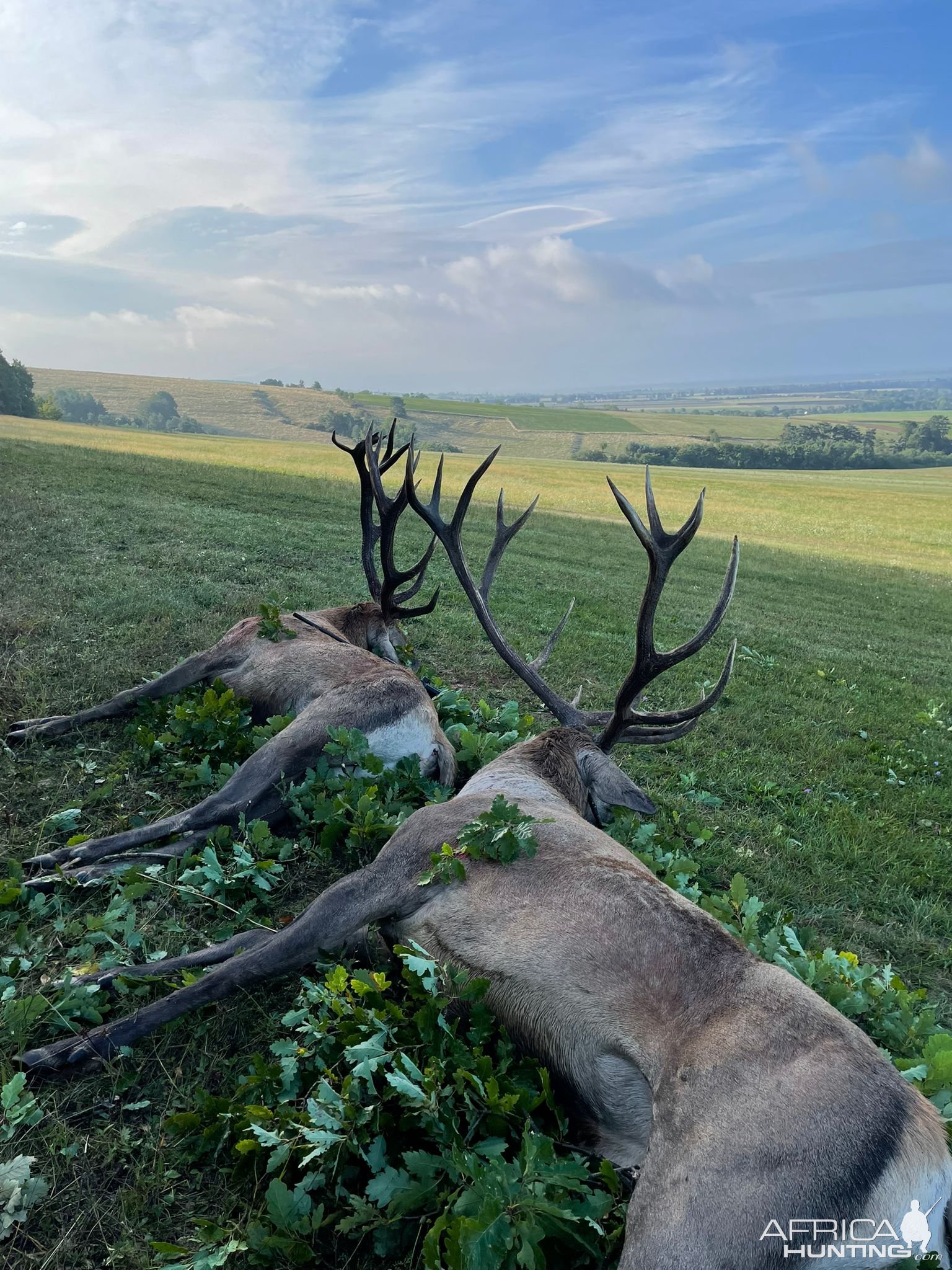 Red Stag Hunting Romania