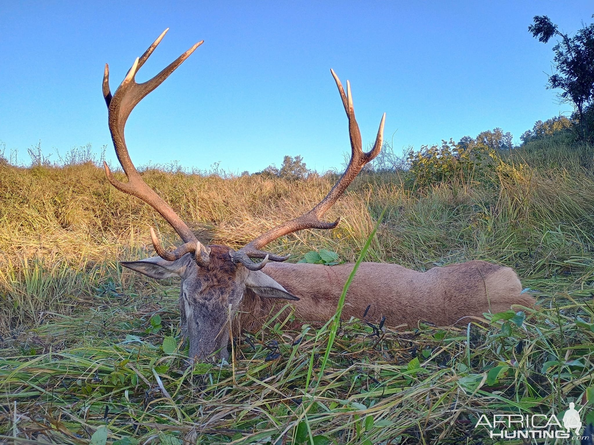 Red Stag Hunting Romania