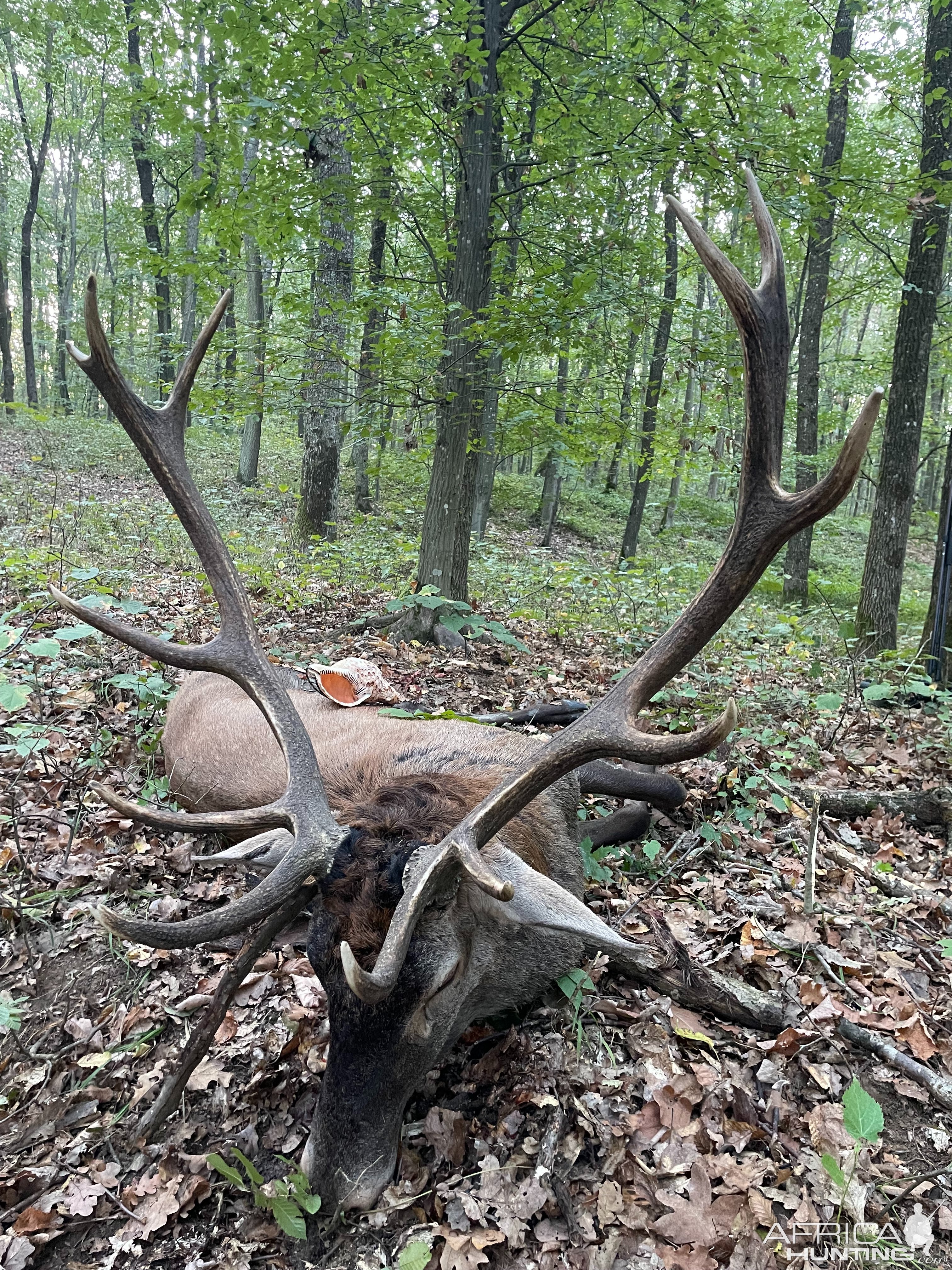 Red Stag Hunting Romania