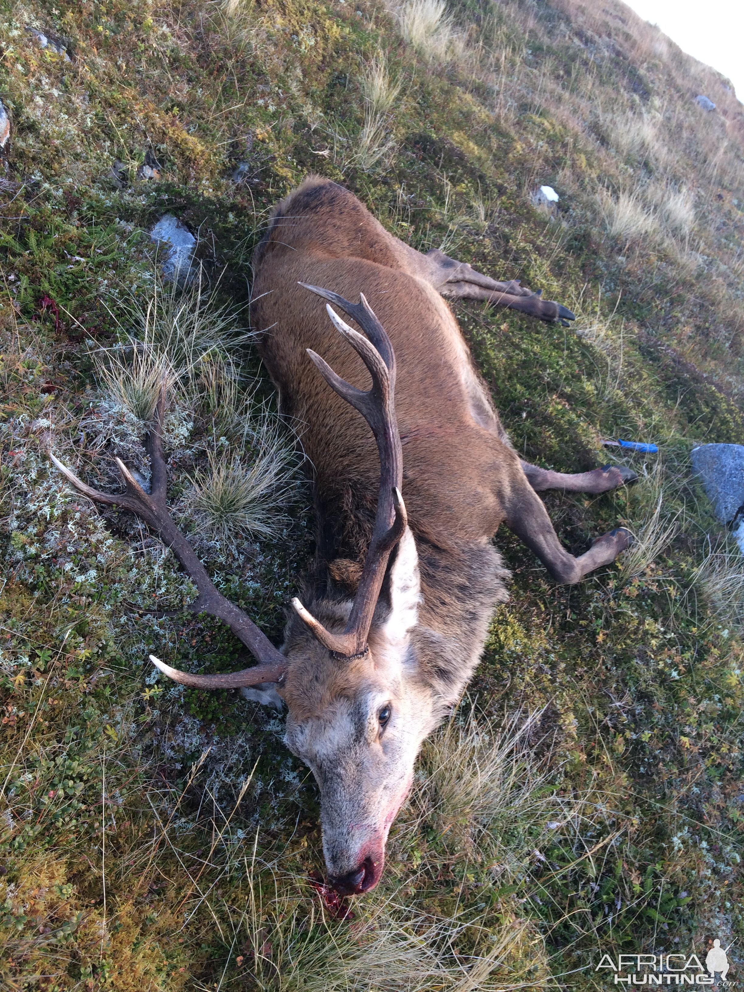 Red Stag Hunting Scotland