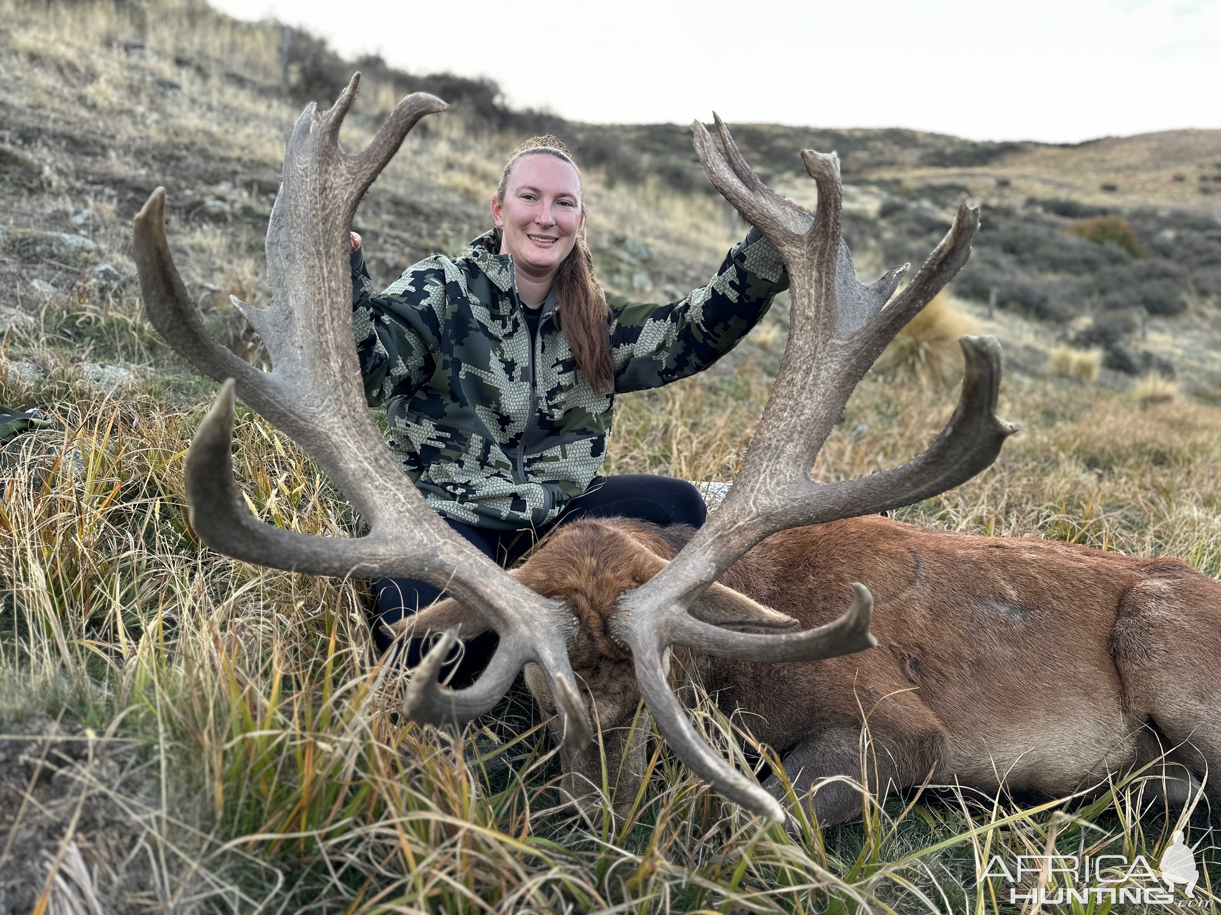 Red stag New Zealand