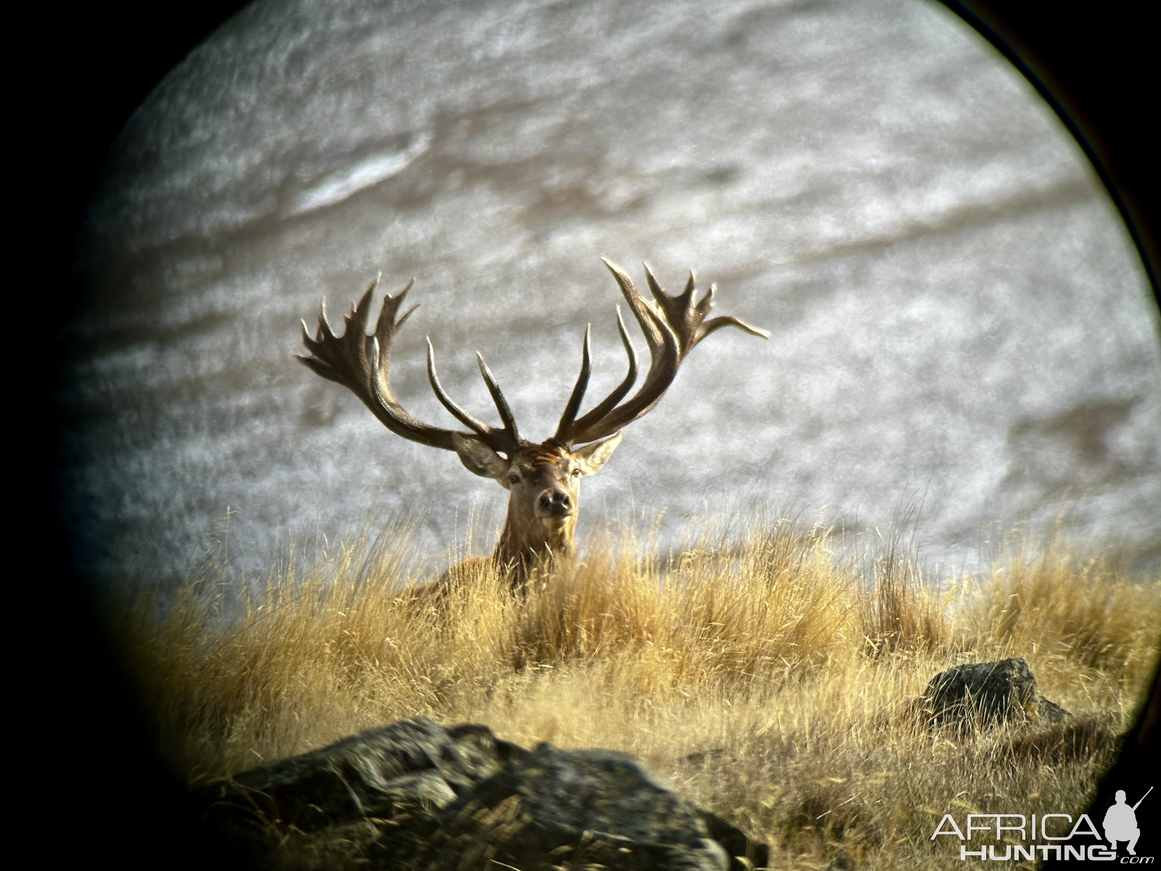 Red Stag New Zealand