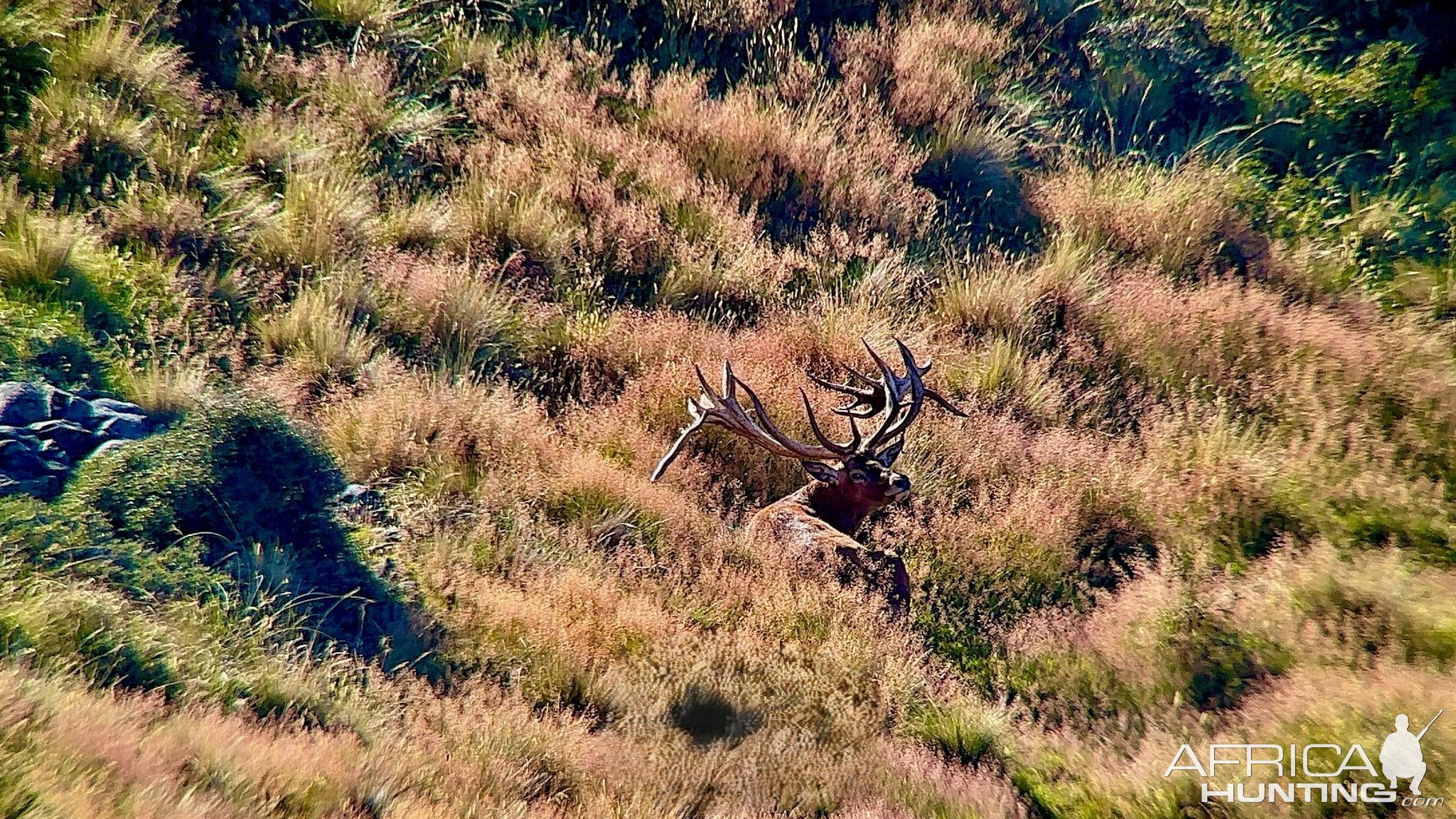 Red Stag New Zealand