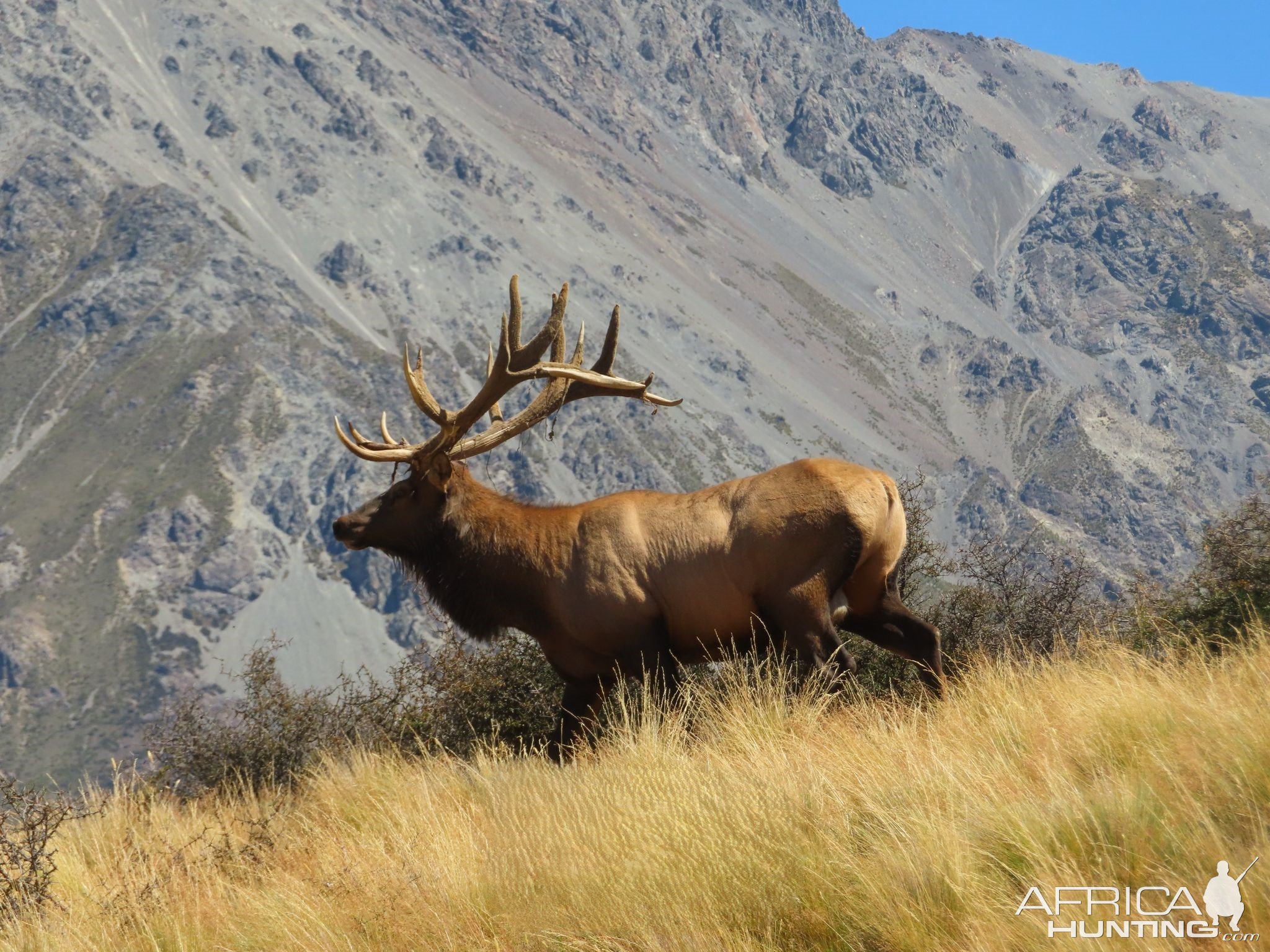 Red Stag New Zealand