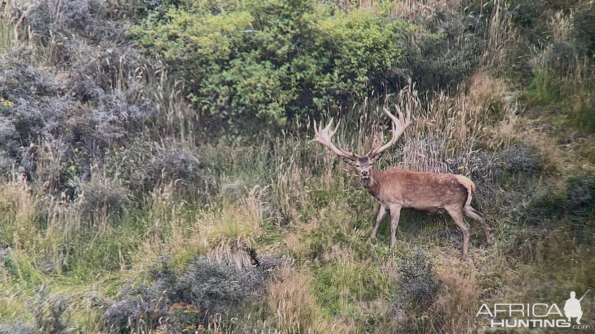 Red Stag New Zealand