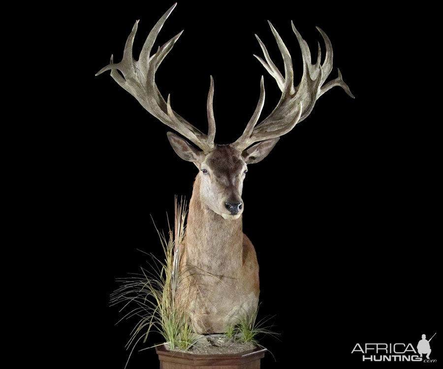 Red Stag Pedestal Mount Taxidermy