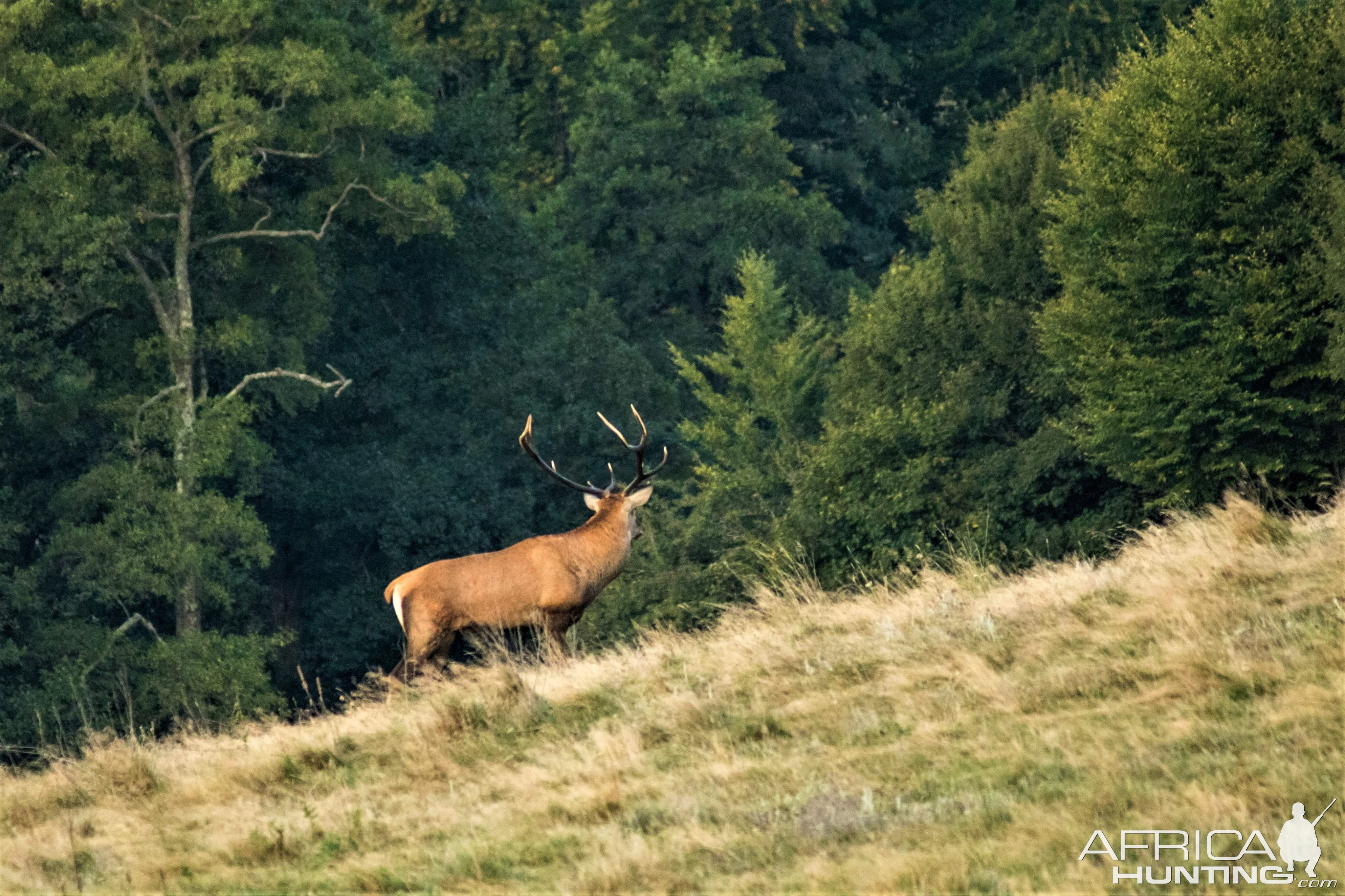 Red Stag Romania