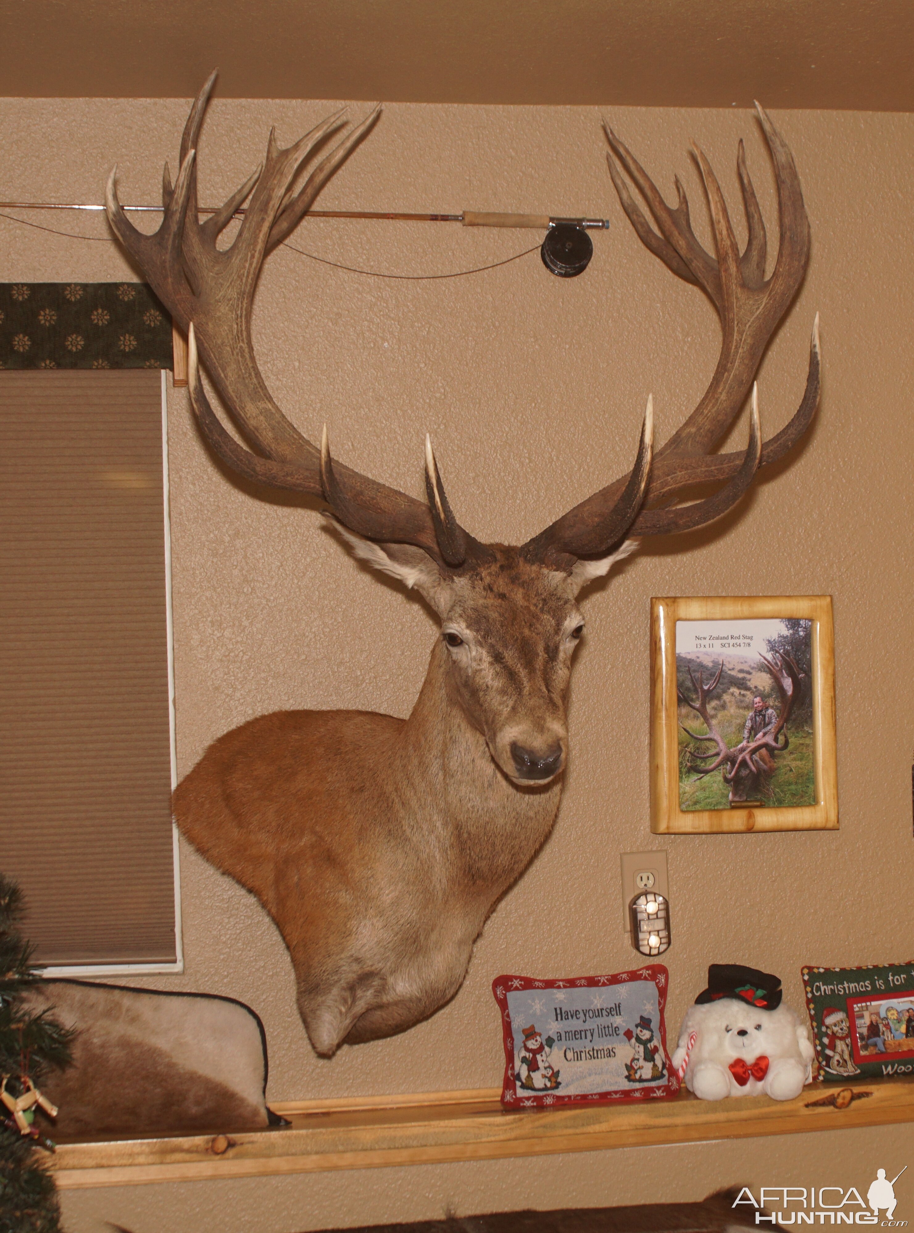 Red Stag Shoulder Mount Taxidermy