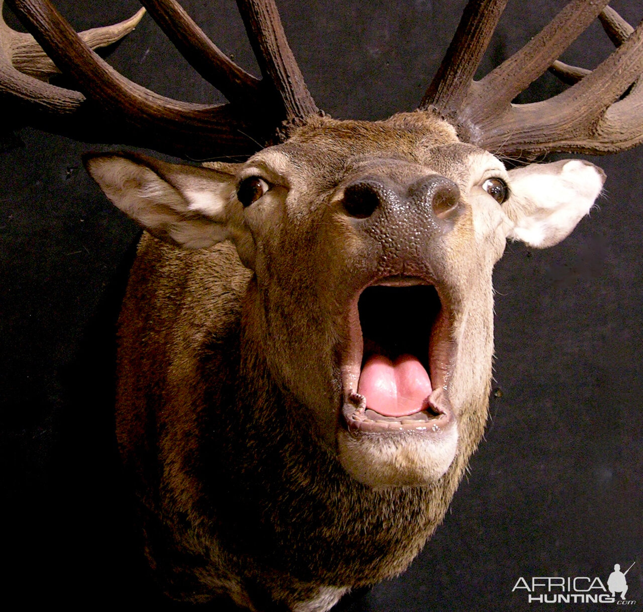 Red Stag Shoulder Mount Taxidermy