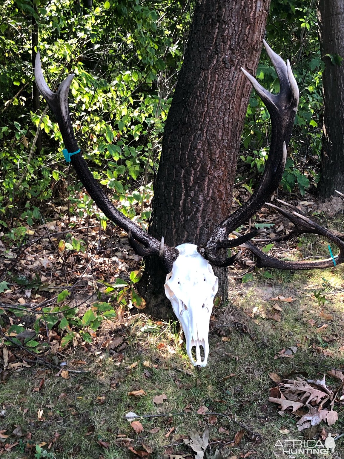 Red Stag Skull & Antler