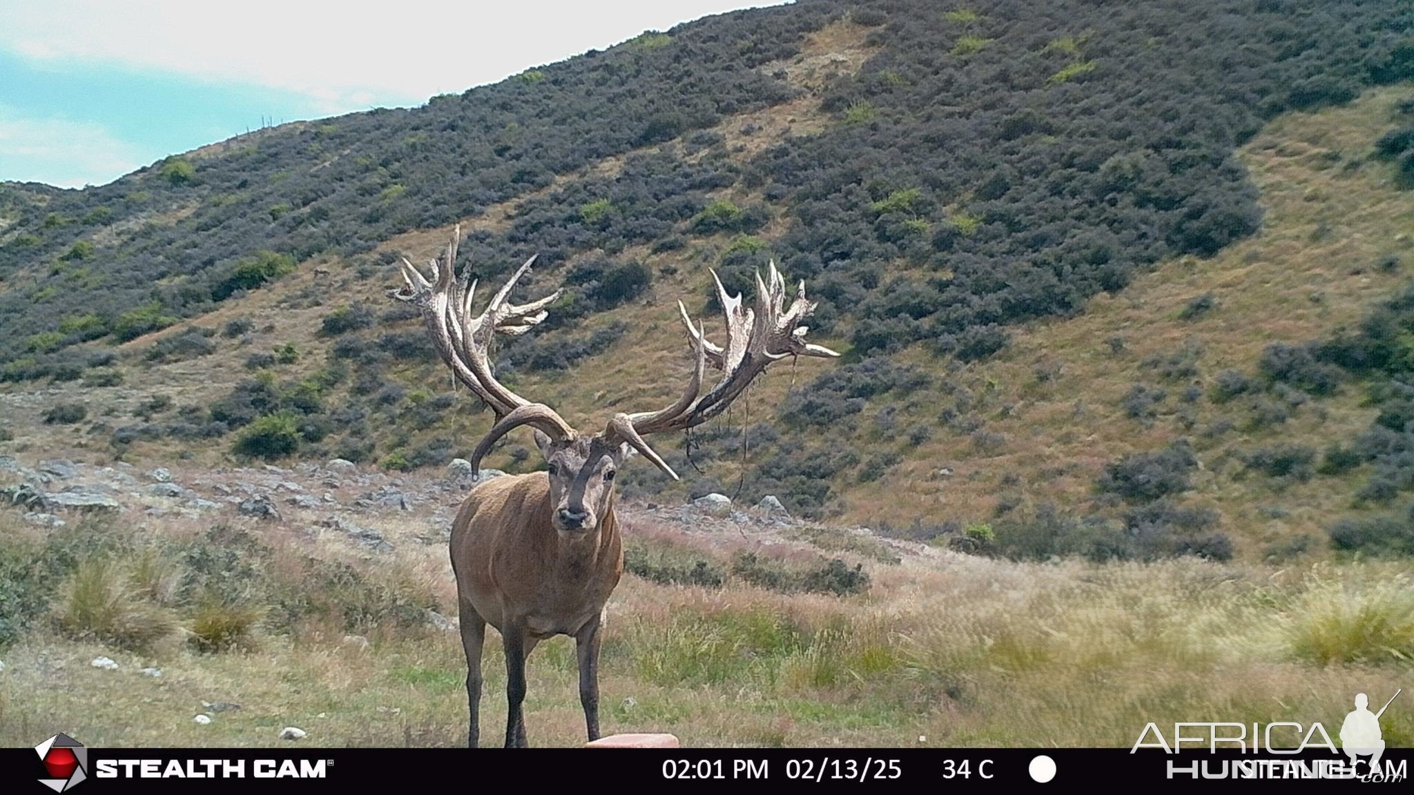 Red Stag Trail Camera New Zealand