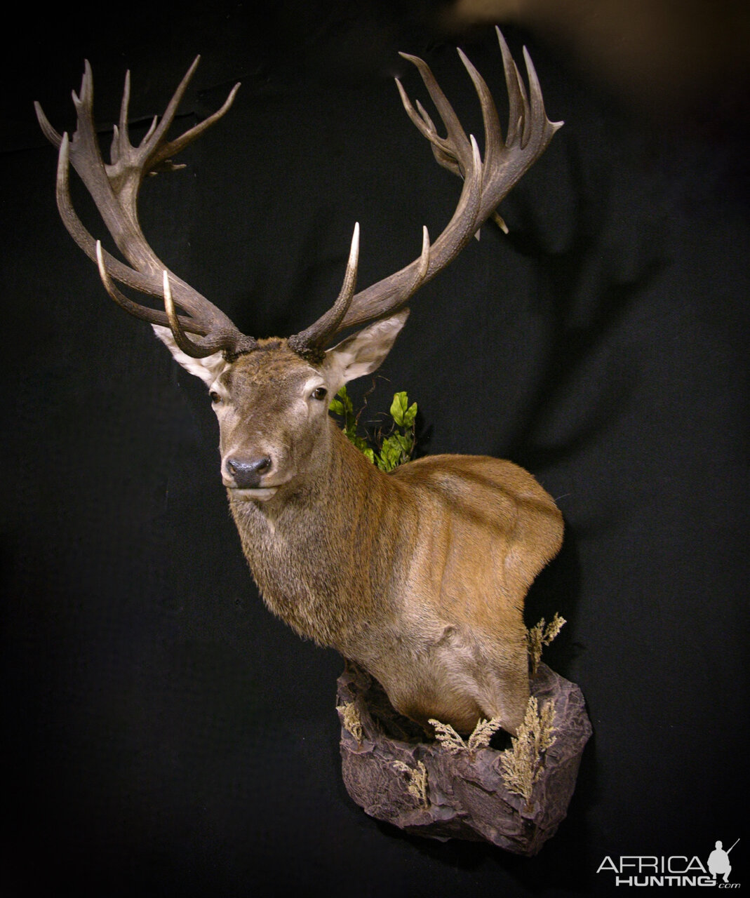 Red Stag Wall Pedestal Mount Taxidermy