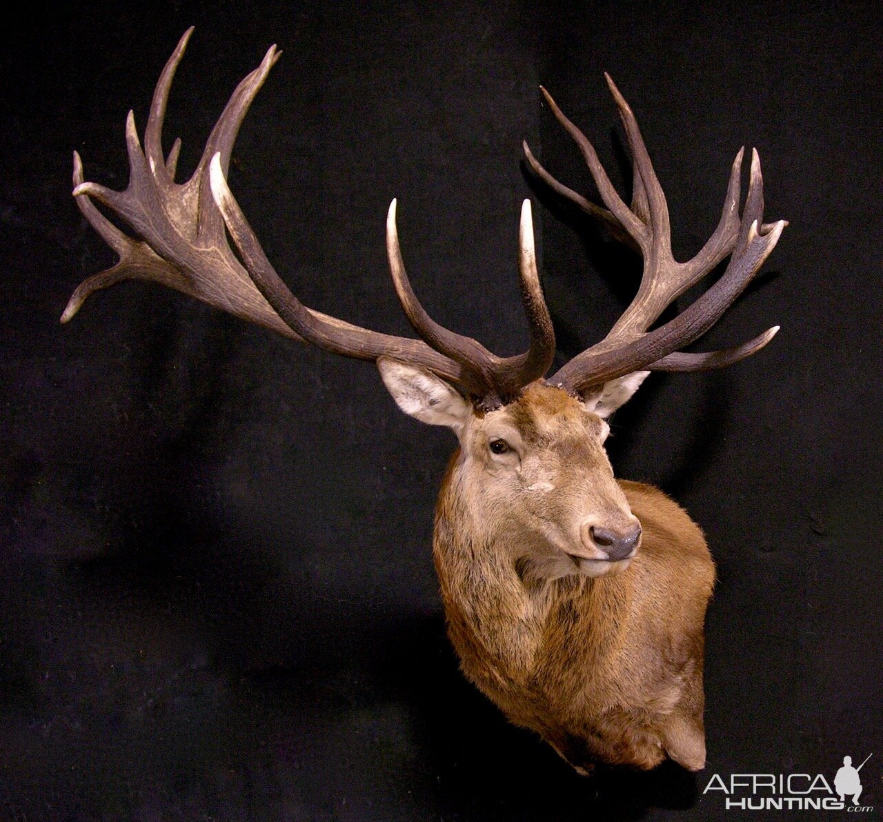 Red Stag Wall Pedestal Mount Taxidermy