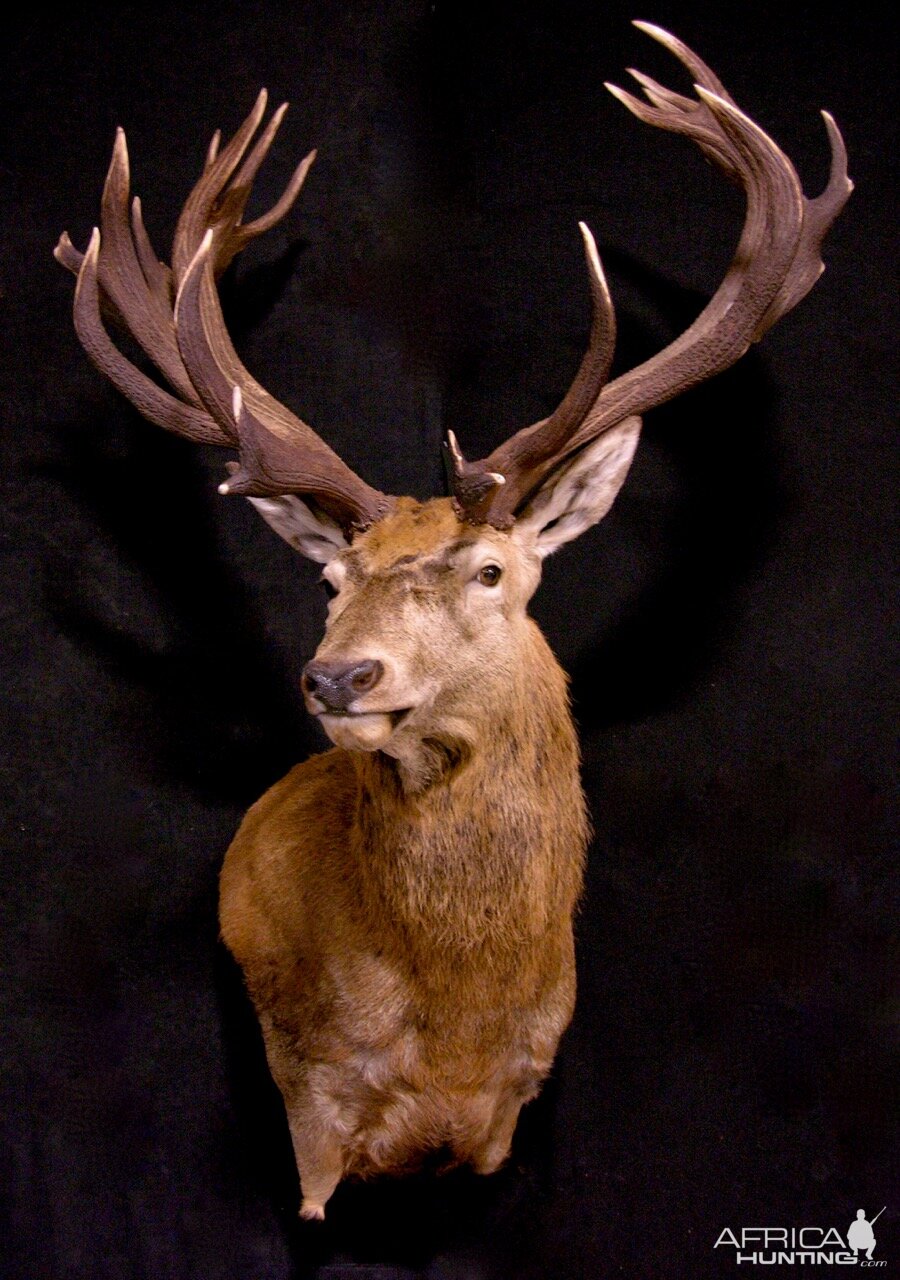 Red Stag Wall Pedestal Mount Taxidermy