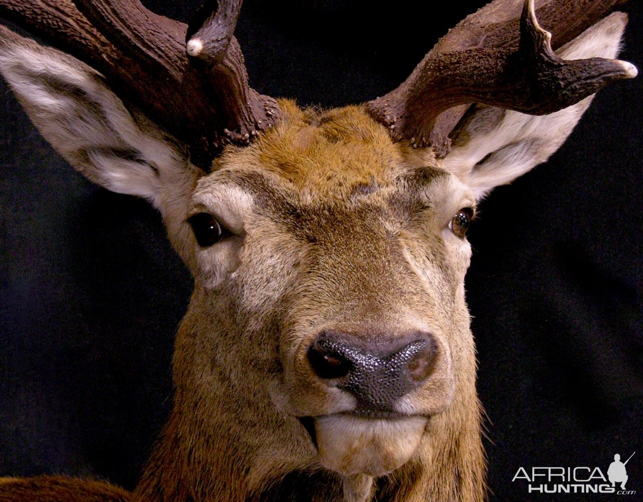 Red Stag Wall Pedestal Mount Taxidermy